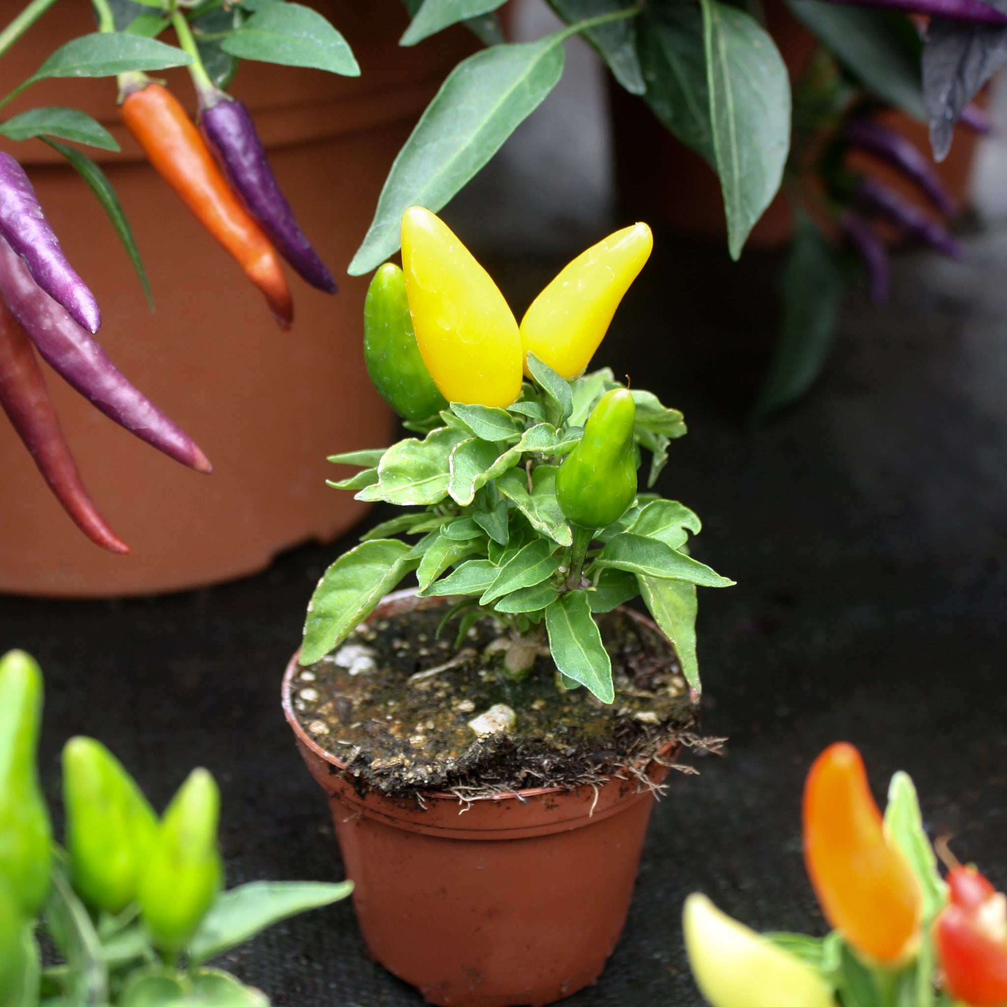 Als-gardencenter generic Ornamental Peppers (Capsicum annuum), 3 Inch annual