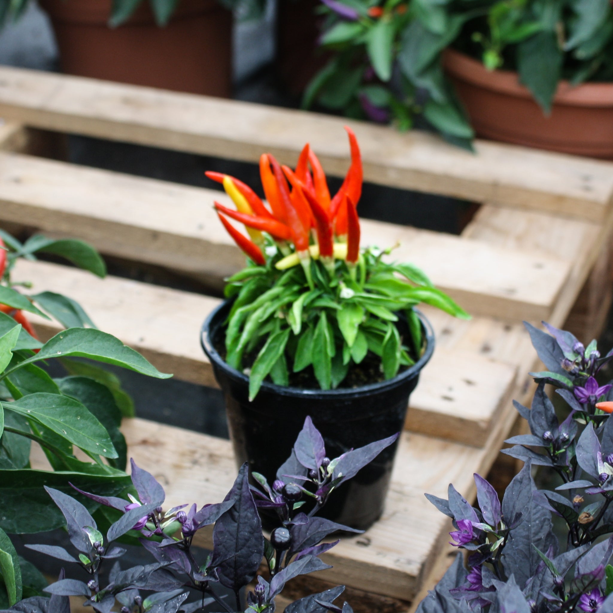 Als-gardencenter generic Ornamental Peppers (Capsicum annuum), 4 Inch annual