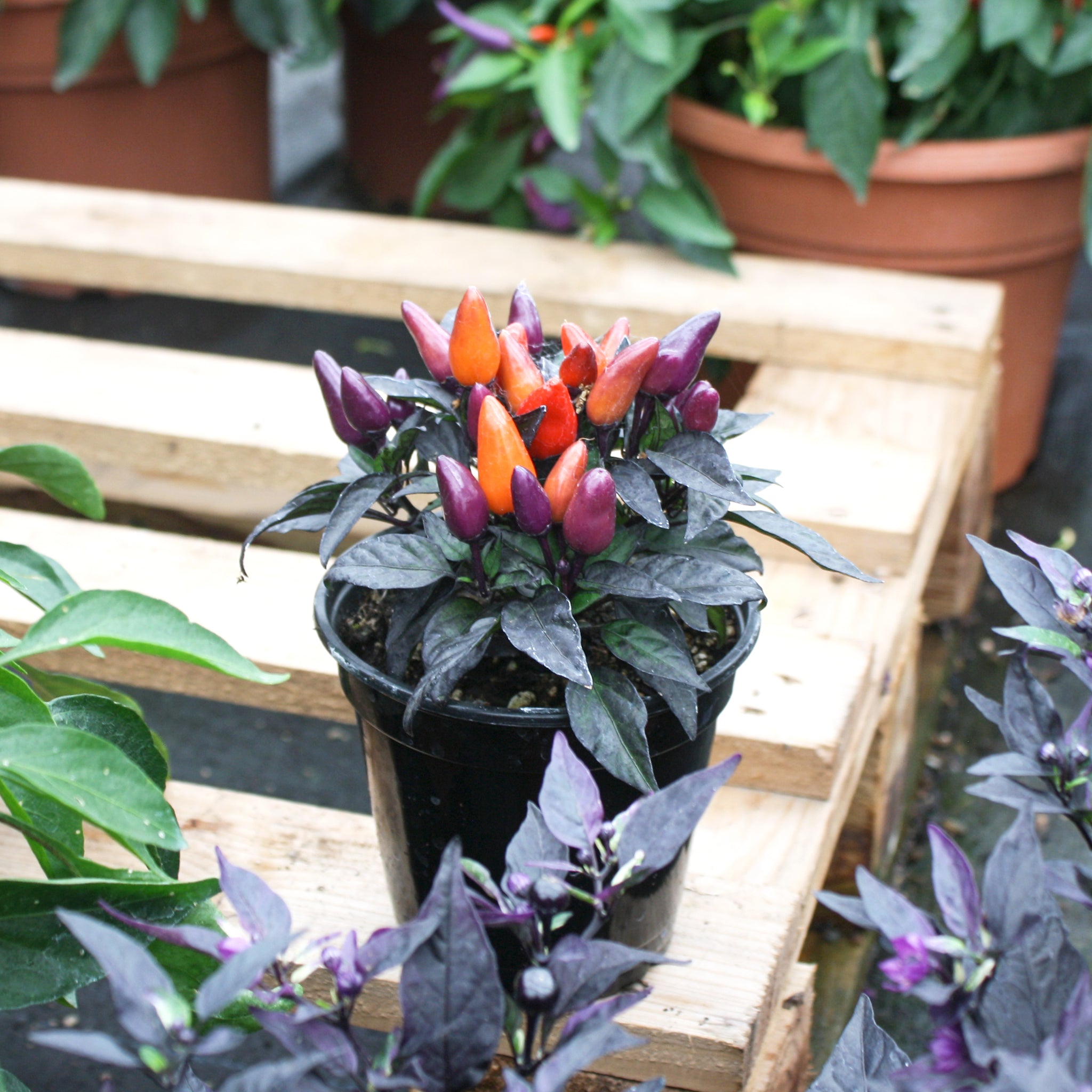 Als-gardencenter generic Ornamental Peppers (Capsicum annuum), 4 Inch annual