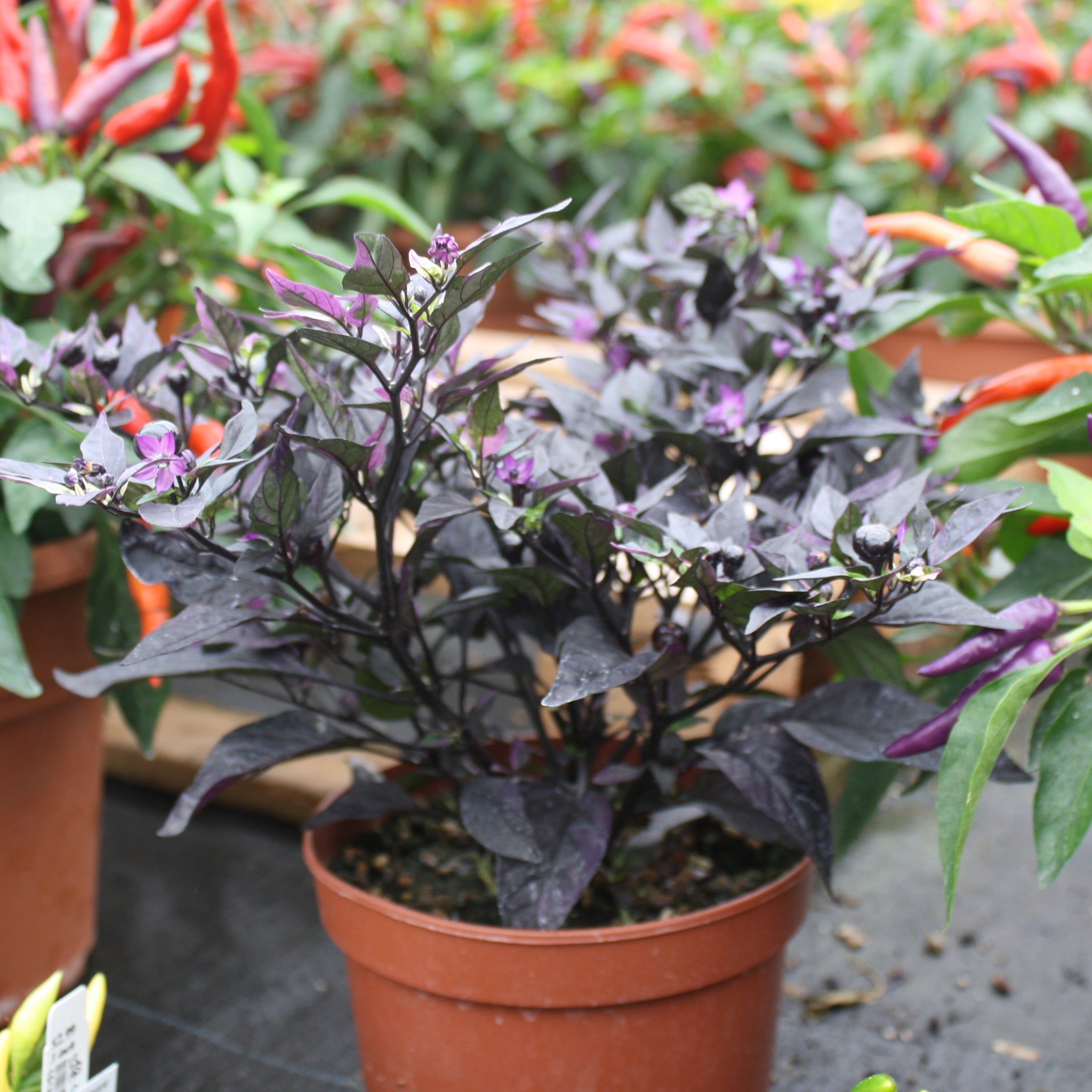 Als-gardencenter generic Ornamental Peppers (Capsicum annuum), 6 Inch annual