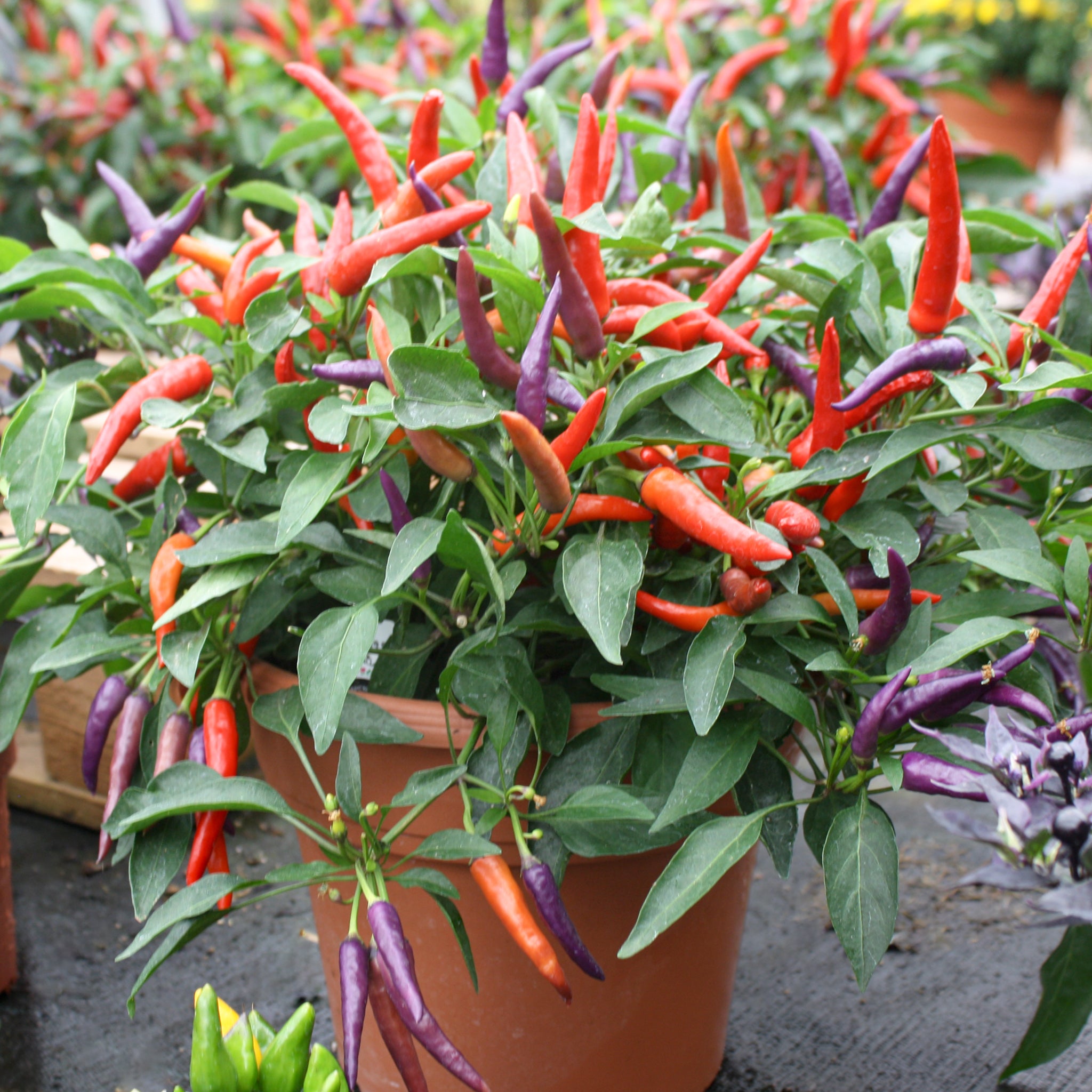 Als-gardencenter 'Masquerade' Ornamental Peppers (Capsicum annuum), 10 Inch annual