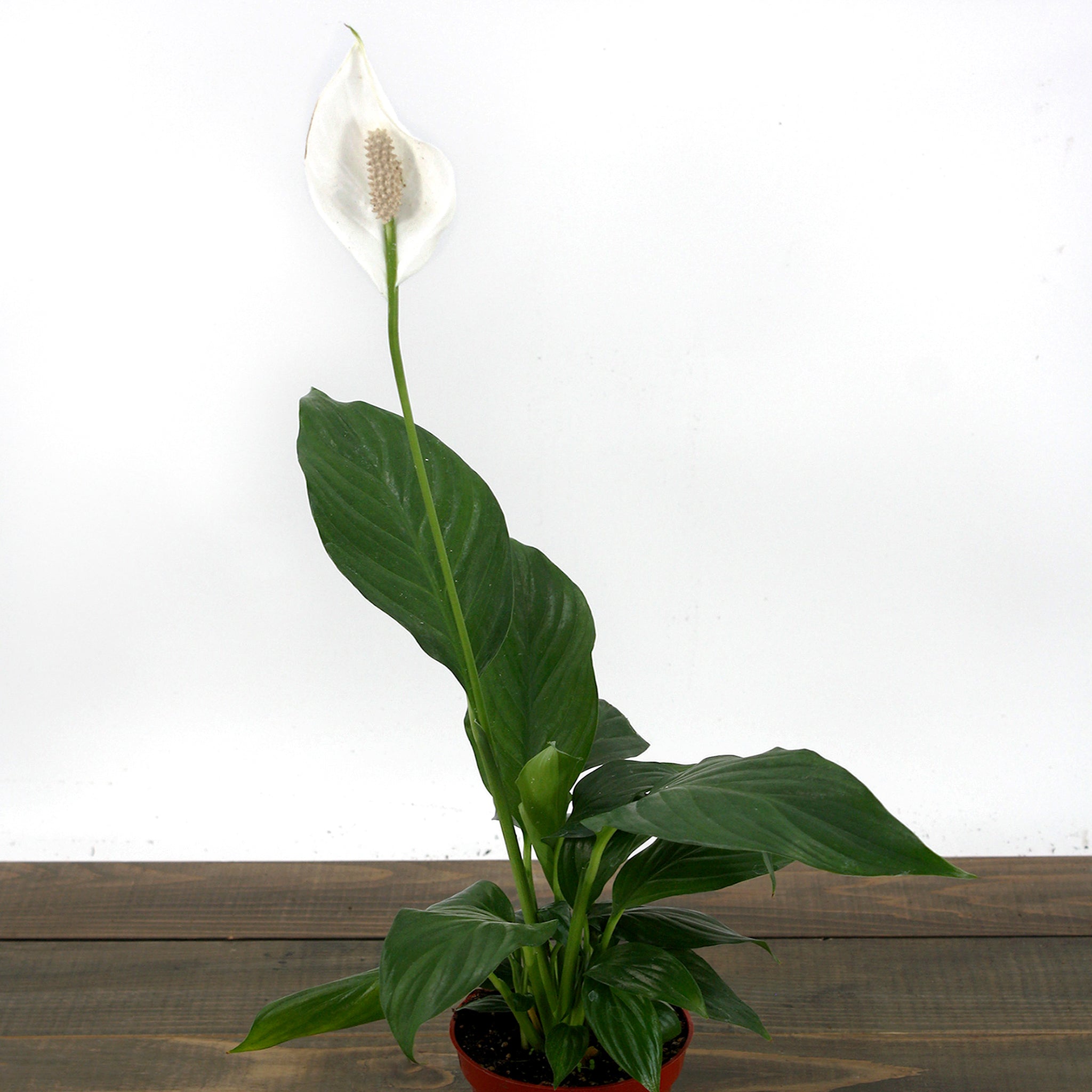 Als-gardencenter generic Peace Lily (Spathiphyllum), 4 Inch houseplant