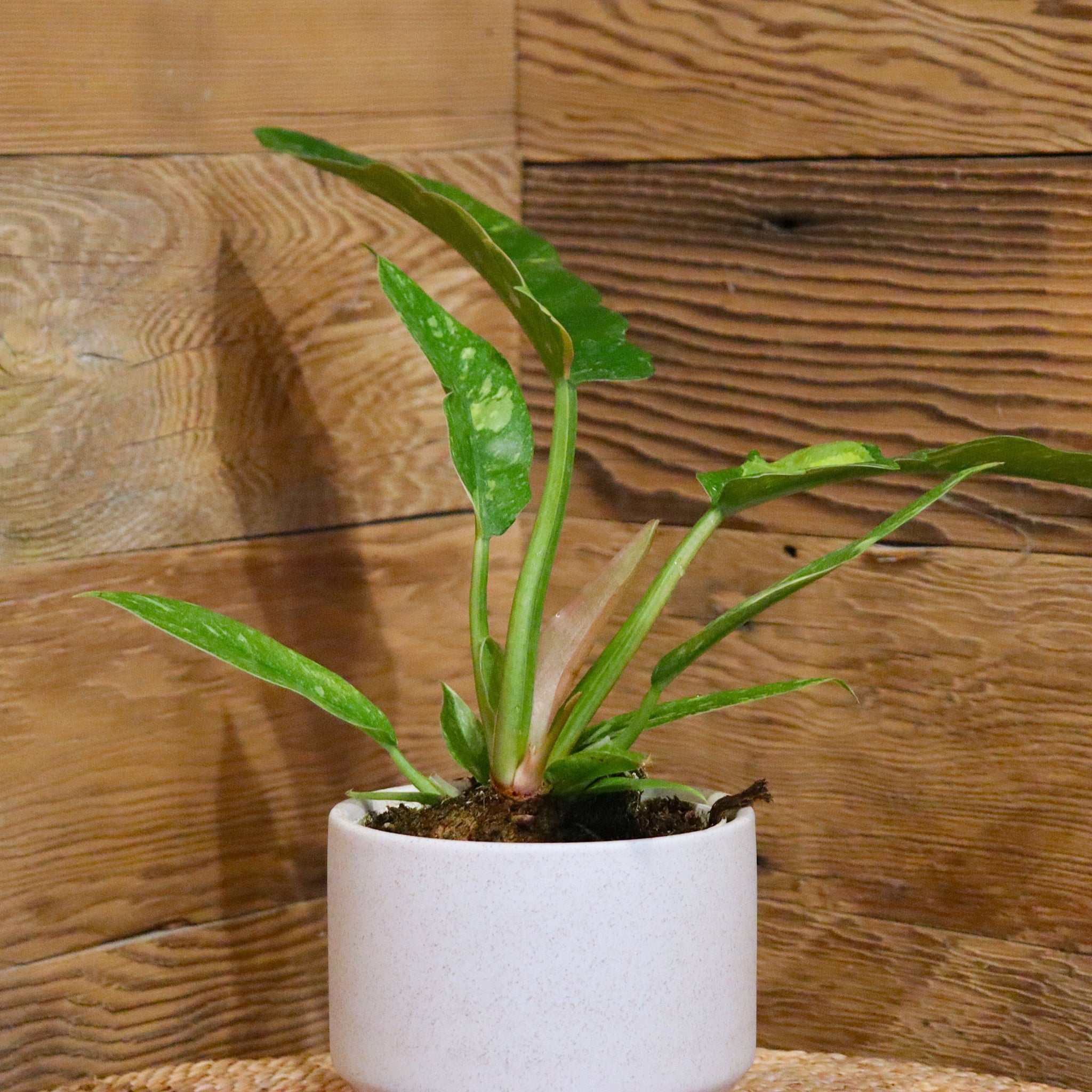 Ring of Fire Philodendron