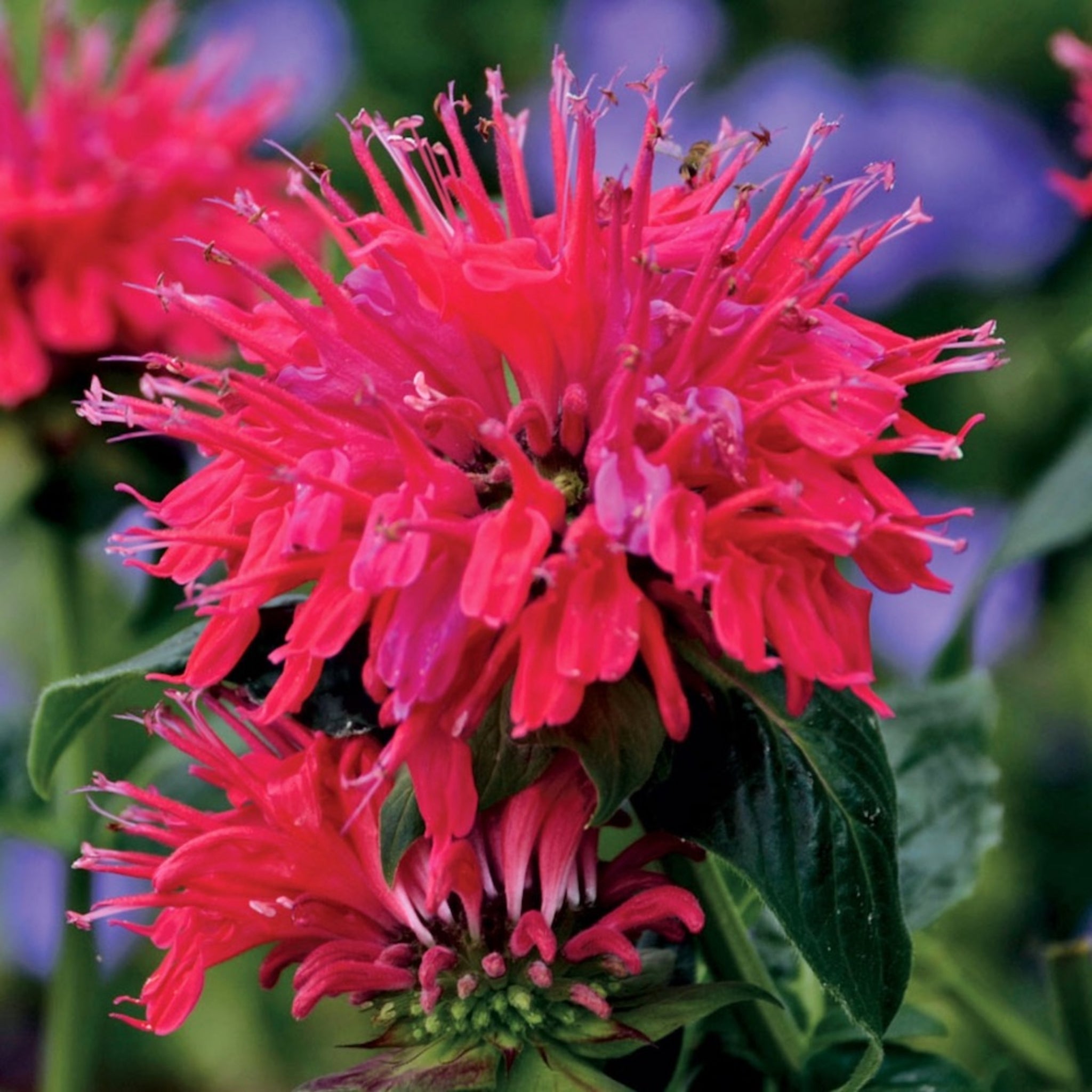 Als-gardencenter 'Sugar Buzz Cherry Pops' Bee Balm (Monarda), 1 Gallon perennial