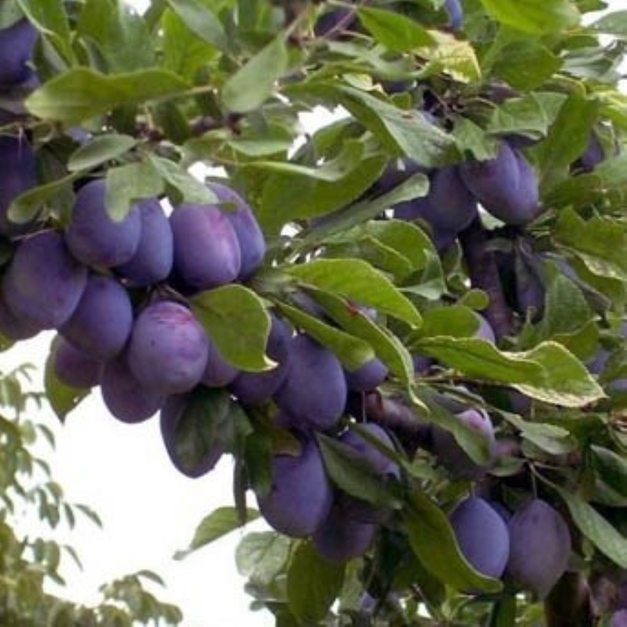 Dwarf Plum Tree