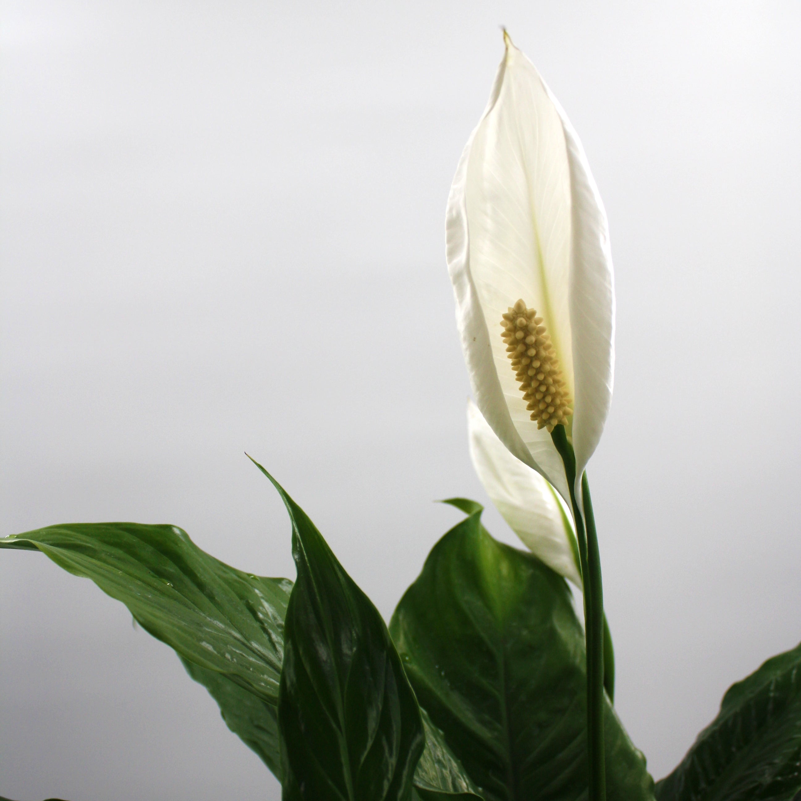 Als-gardencenter generic Peace Lily (Spathiphyllum), 4 Inch houseplant