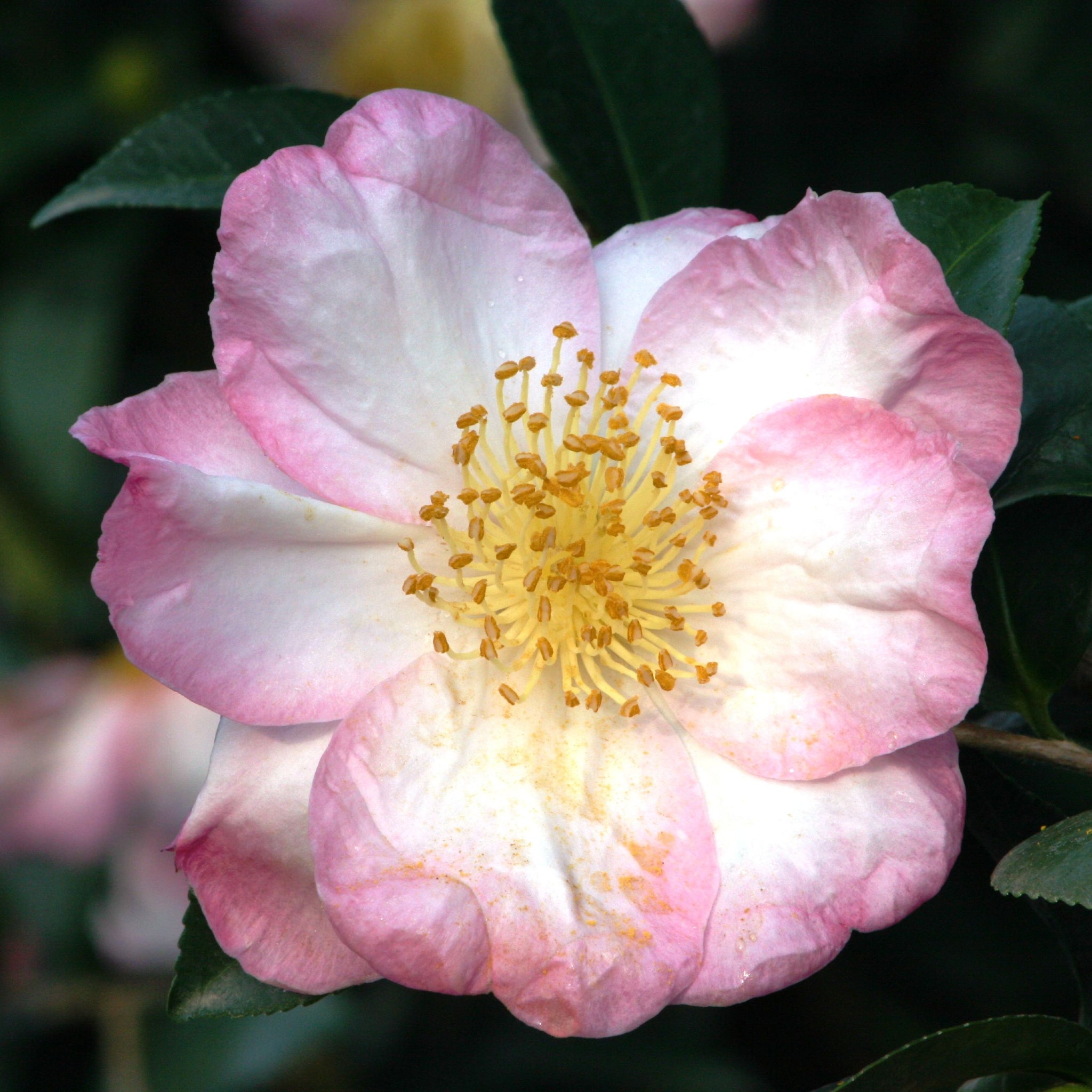 Als-gardencenter 'Apple Blossom' Camellia, 1 Gallon shrub