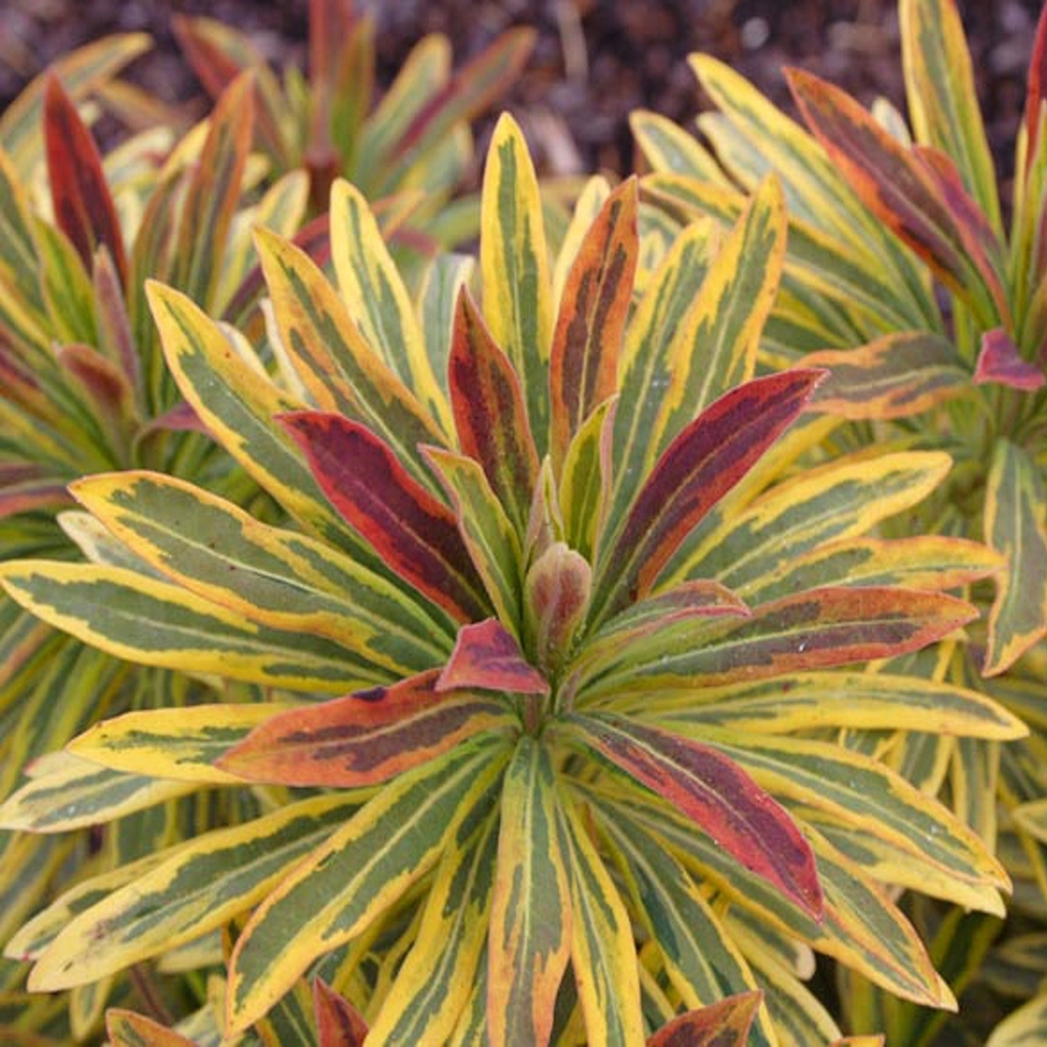 Als-gardencenter 'Ascot Rainbow' Euphorbia, 5 Inch perennial
