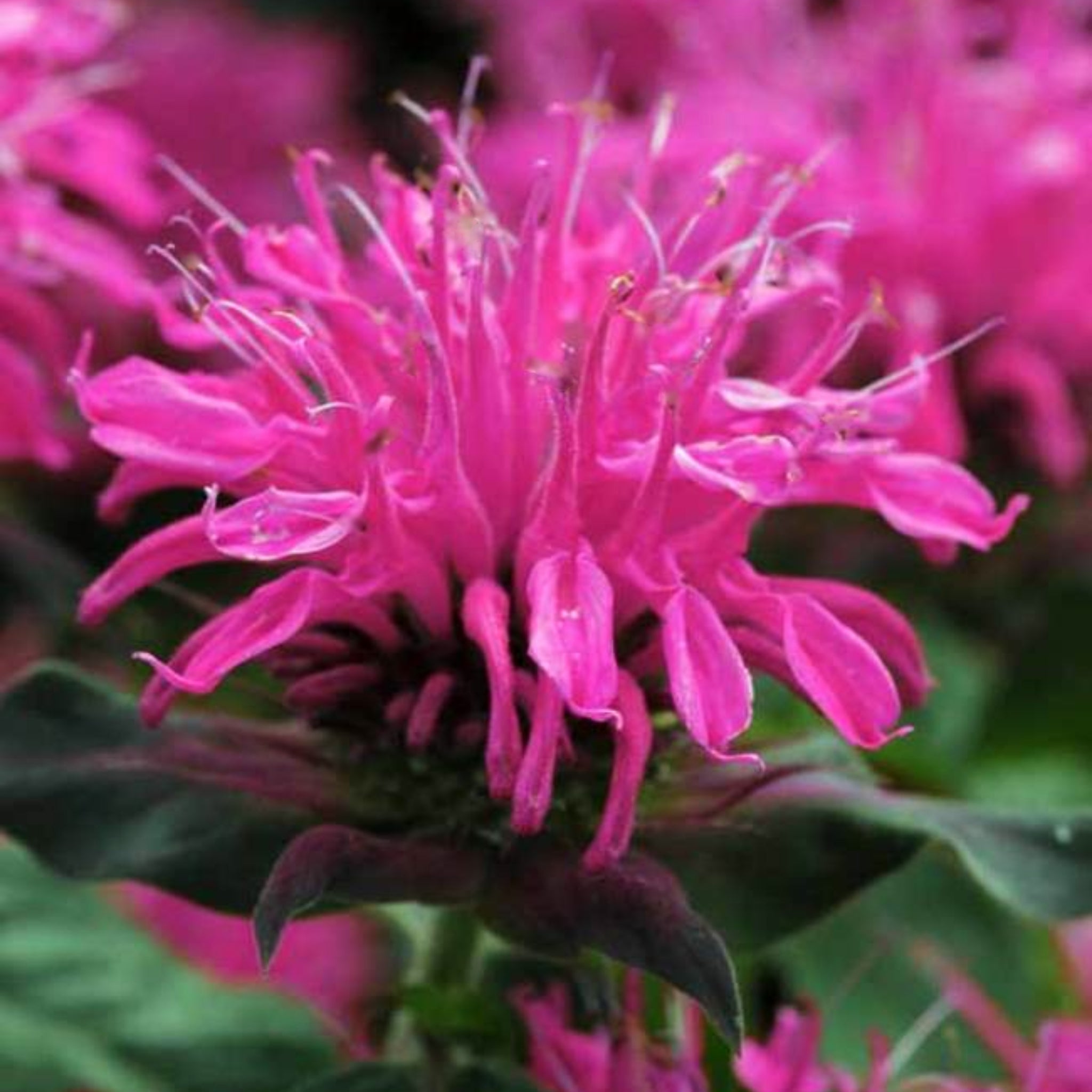Als-gardencenter 'Balmy Rose' Bee Balm (Monarda), 1 Gallon perennial