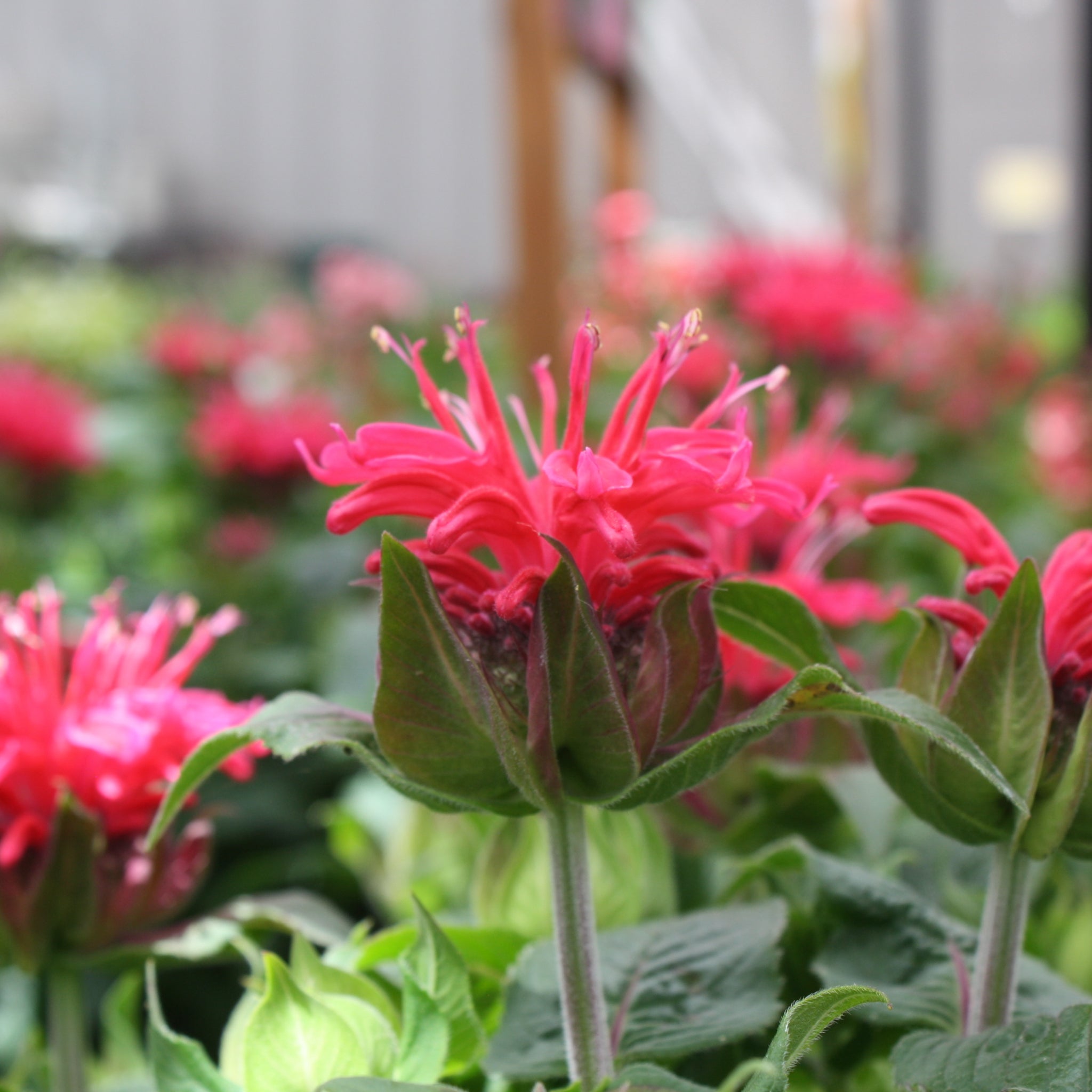 Als-gardencenter 'Pocahontas Red Rose' Bee Balm (Monarda), 1 Gallon perennial
