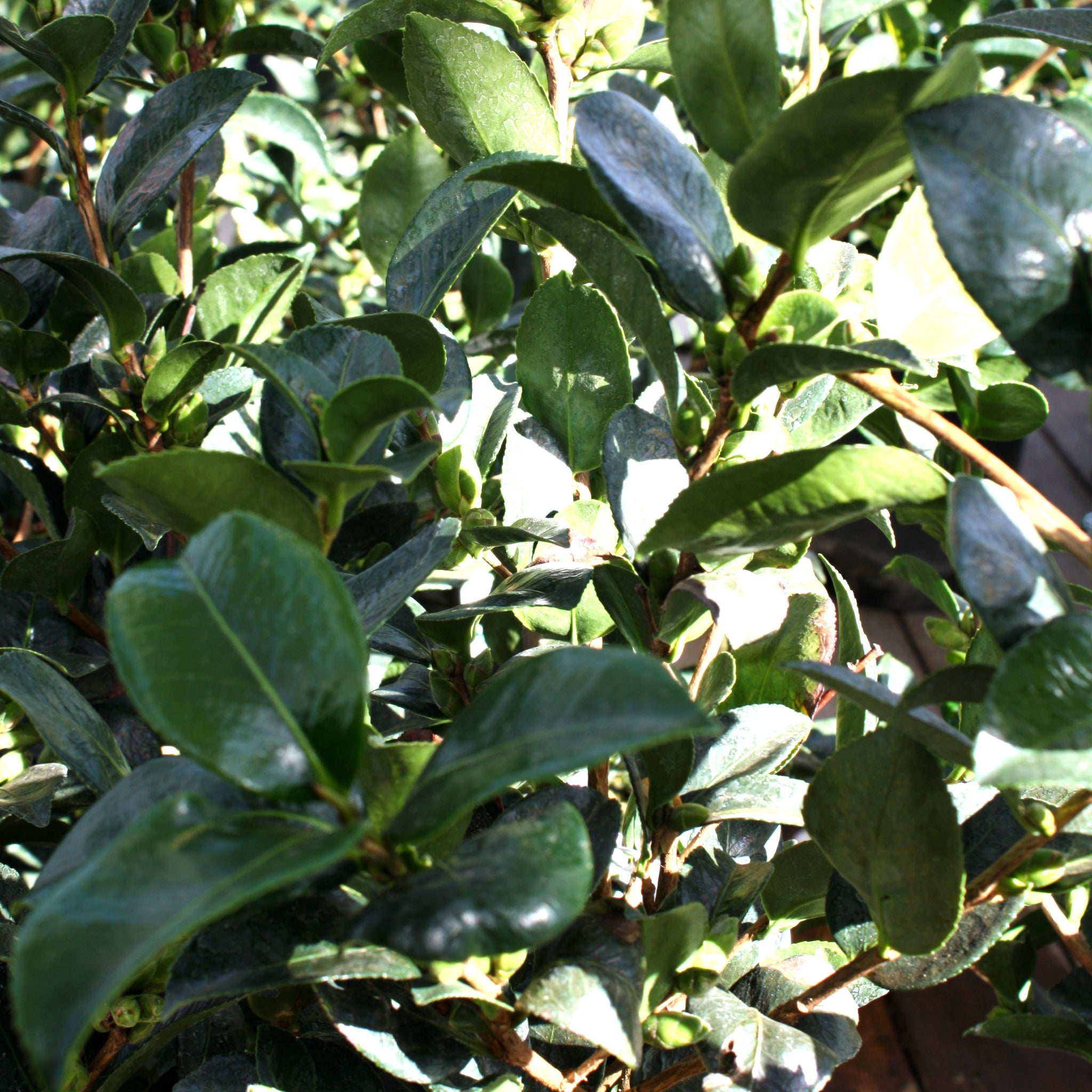 Als-gardencenter 'Apple Blossom' Camellia, 1 Gallon shrub