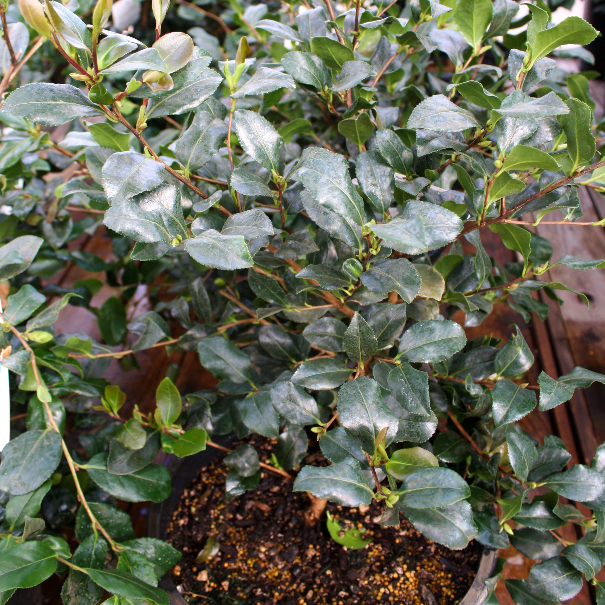 Als-gardencenter 'Cleopatra' Camellia, 1 Gallon shrub