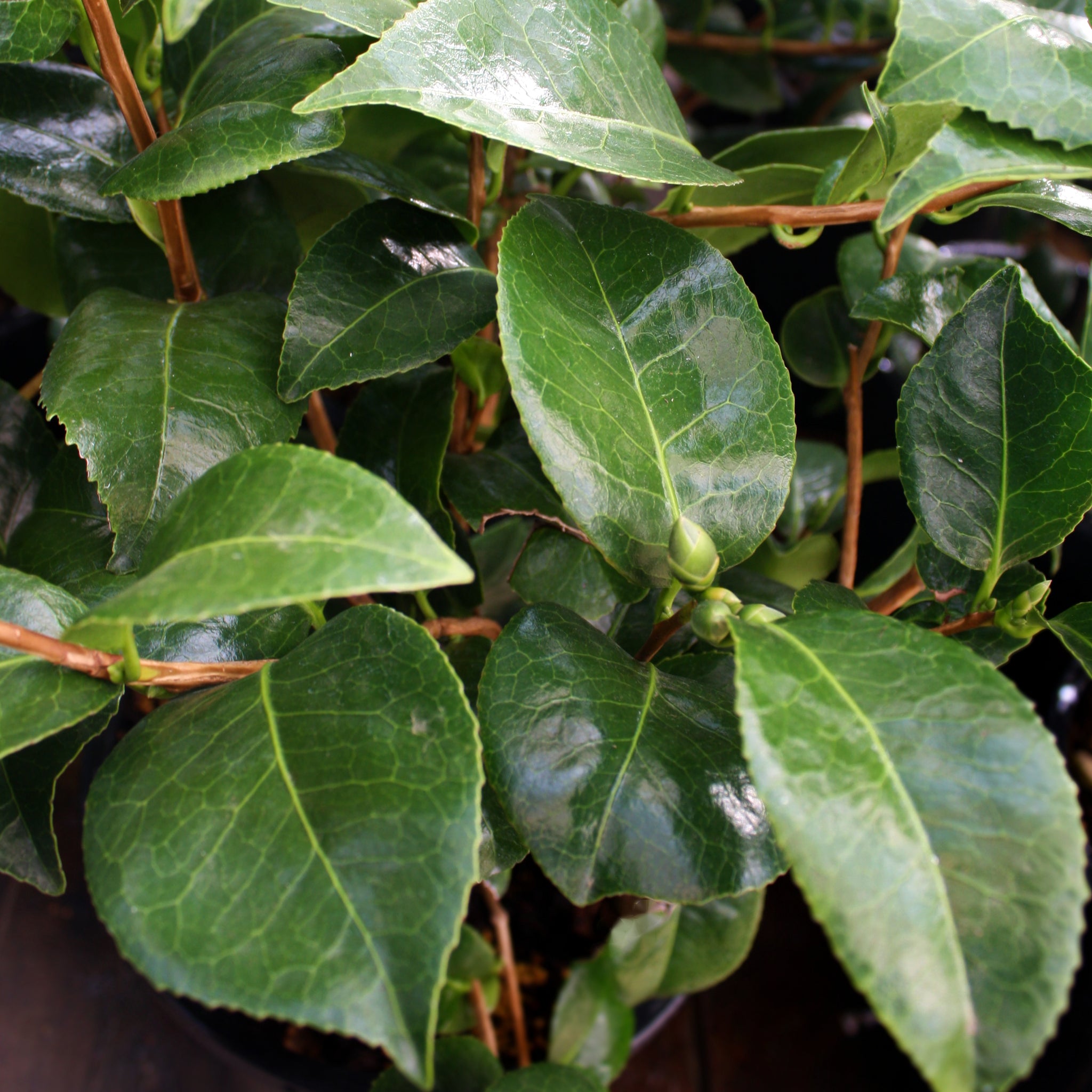 Als-gardencenter 'Glen 40' Camellia, 5 Gallon shrub