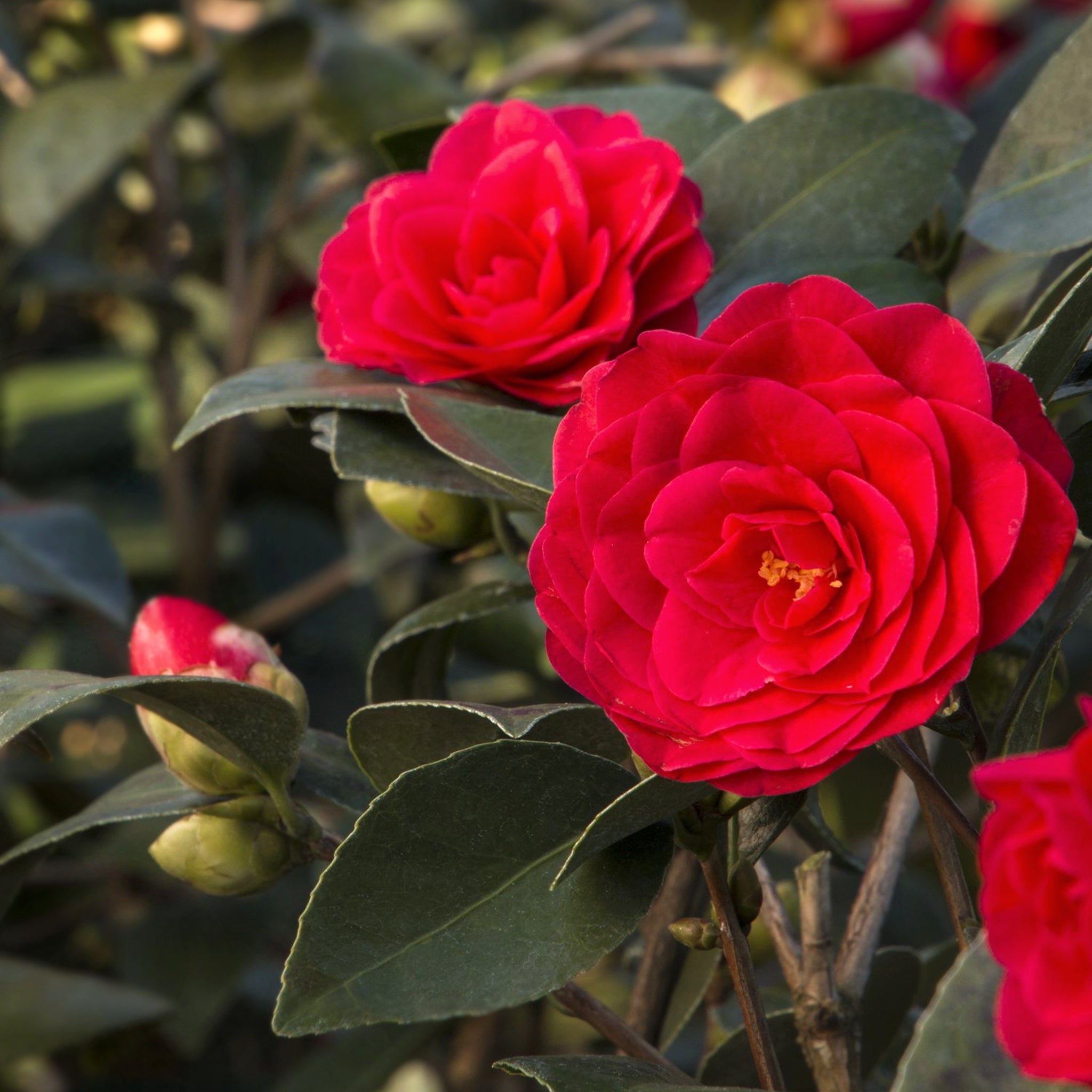 Als-gardencenter 'Glen 40' Camellia, 5 Gallon shrub