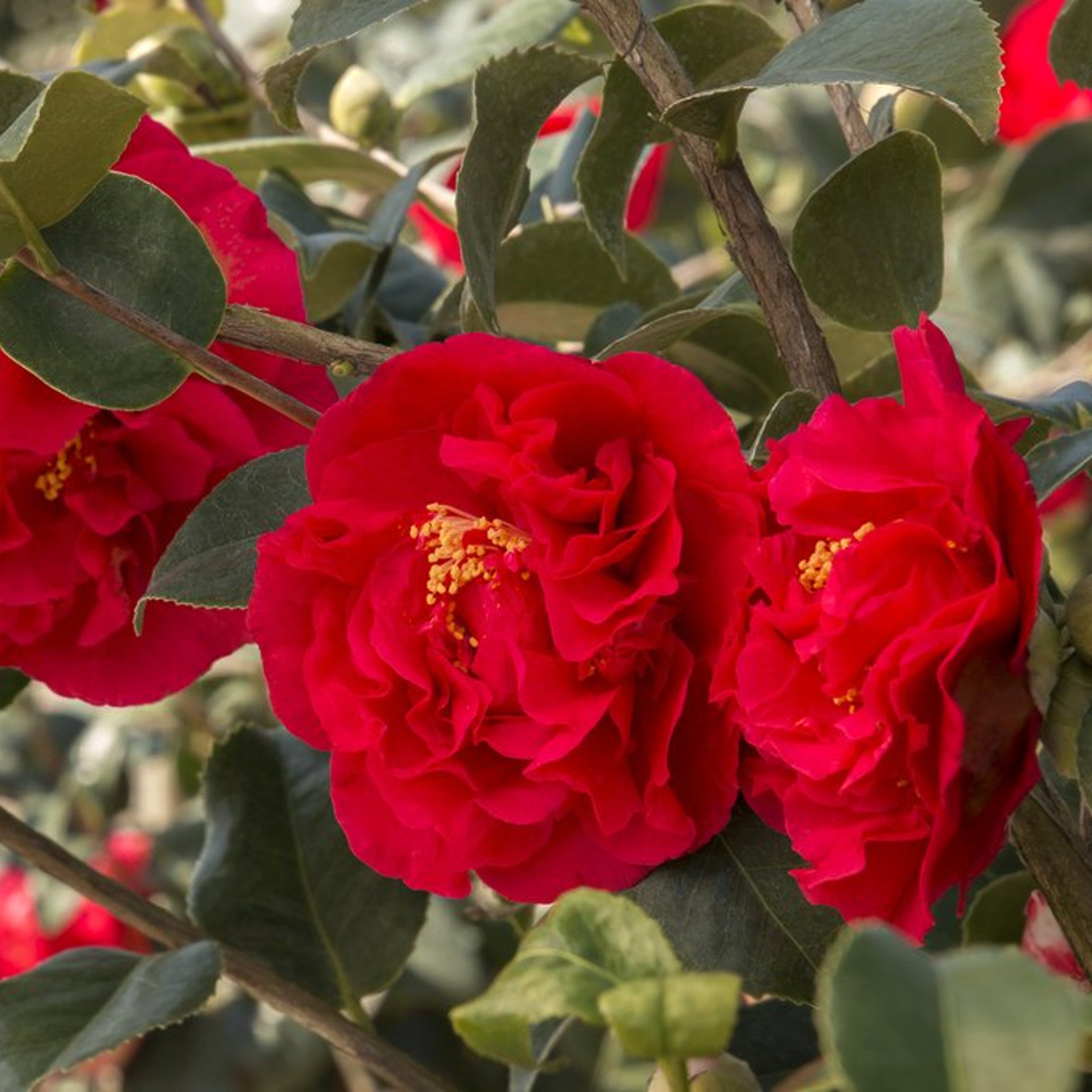 Als-gardencenter 'Kramer' Camellia, 5 Gallon shrub