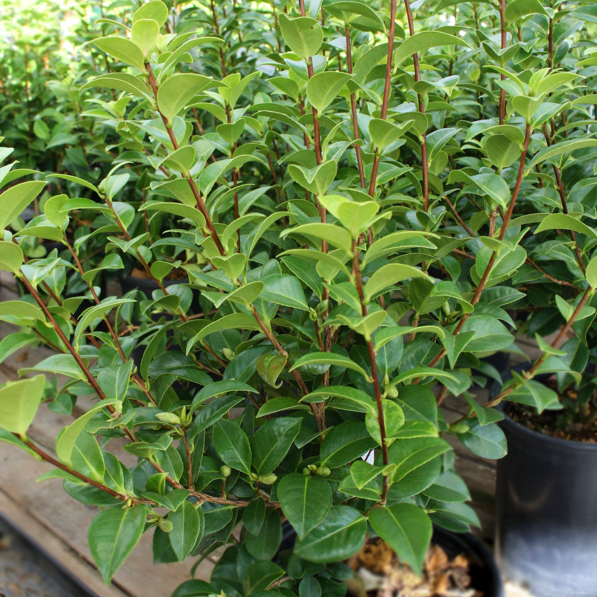 Als-gardencenter 'Mrs. Tingley' Camellia, 5 Gallon shrub