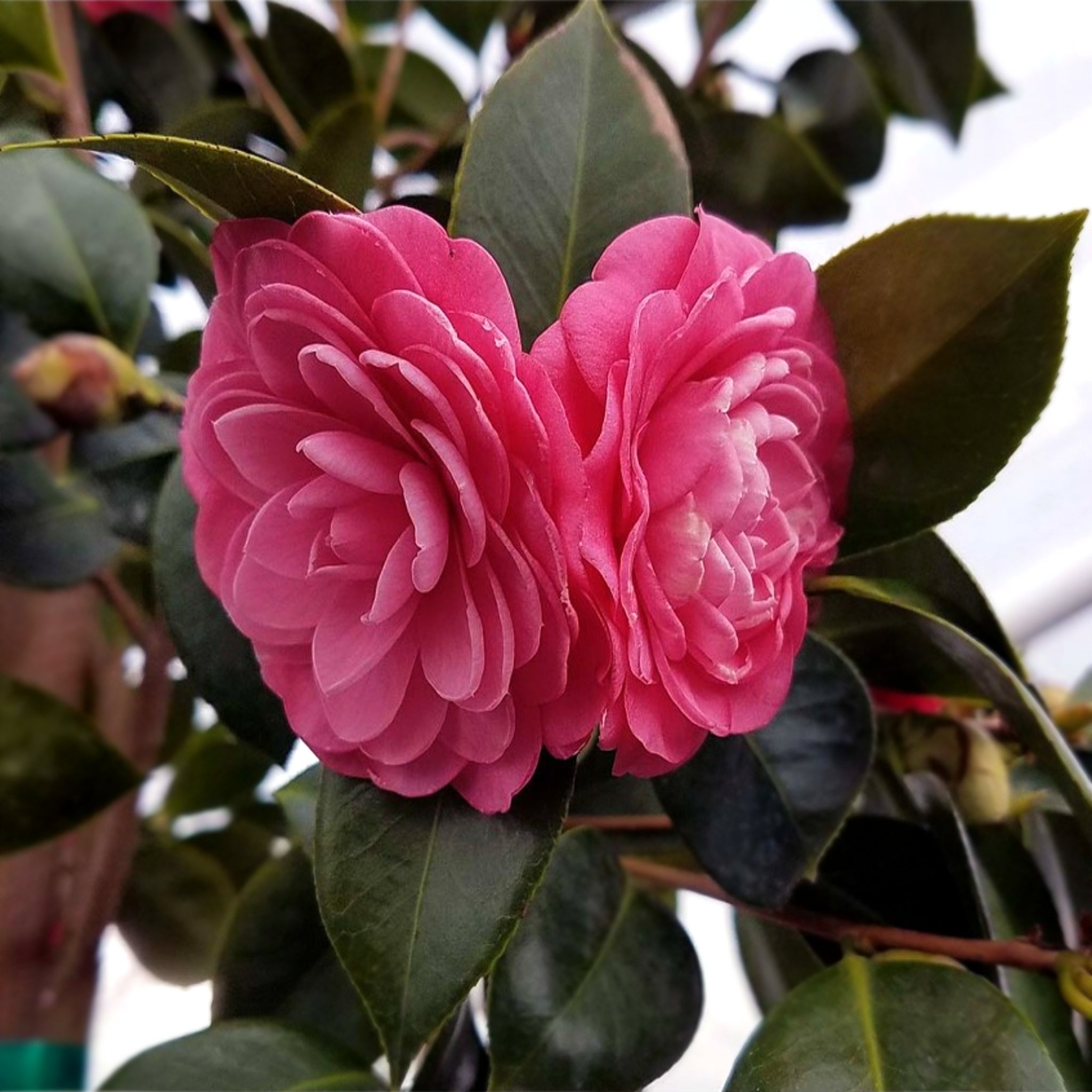 Als-gardencenter 'Mrs. Tingley' Camellia, 5 Gallon shrub
