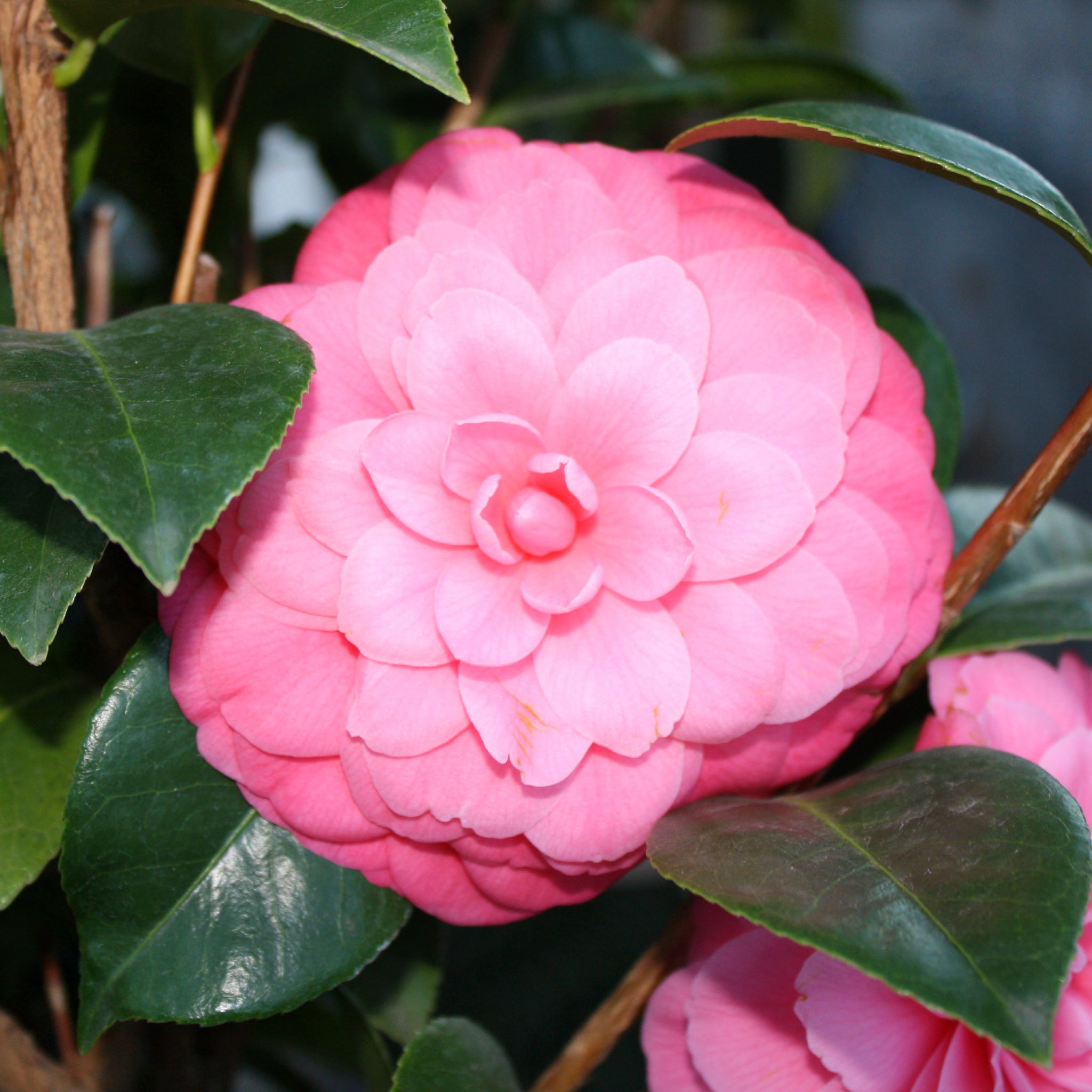 Als-gardencenter 'Mrs. Tingley' Camellia, 5 Gallon shrub