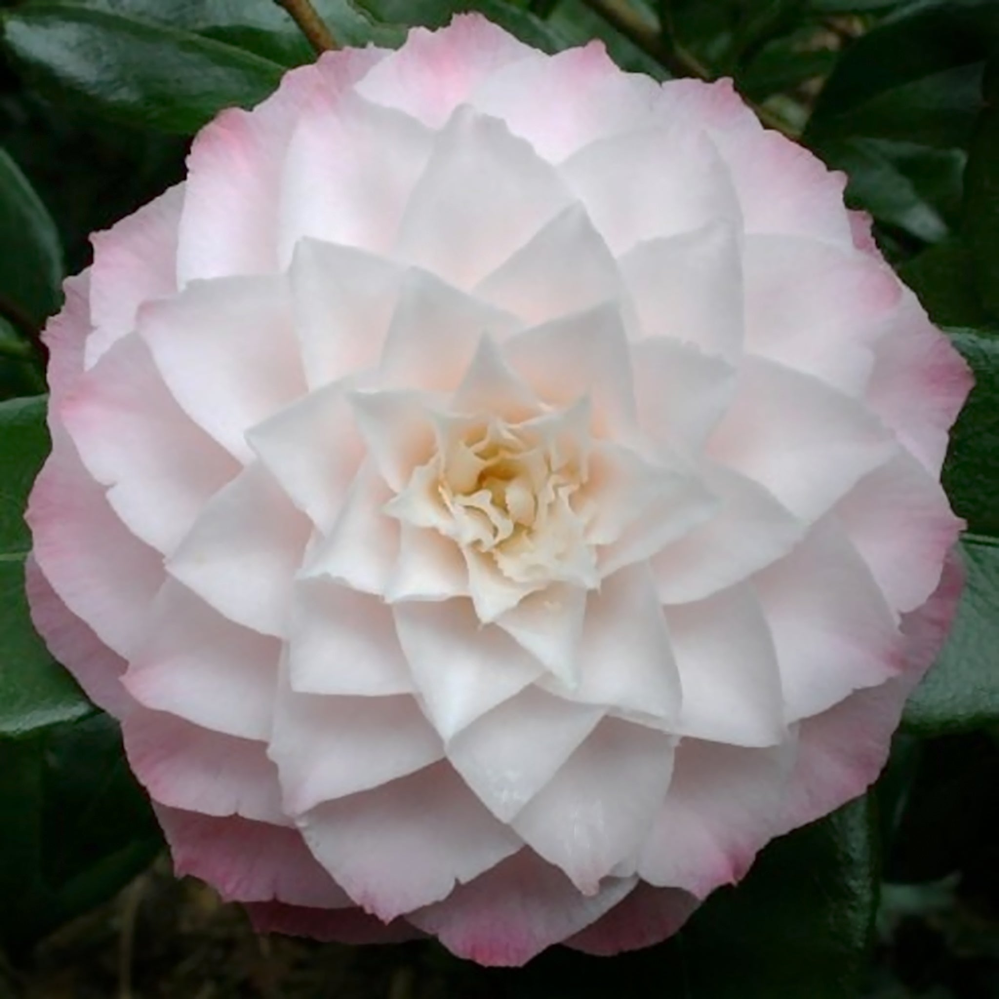 Als-gardencenter 'Nuccio' Camellia, 5 Gallon shrub