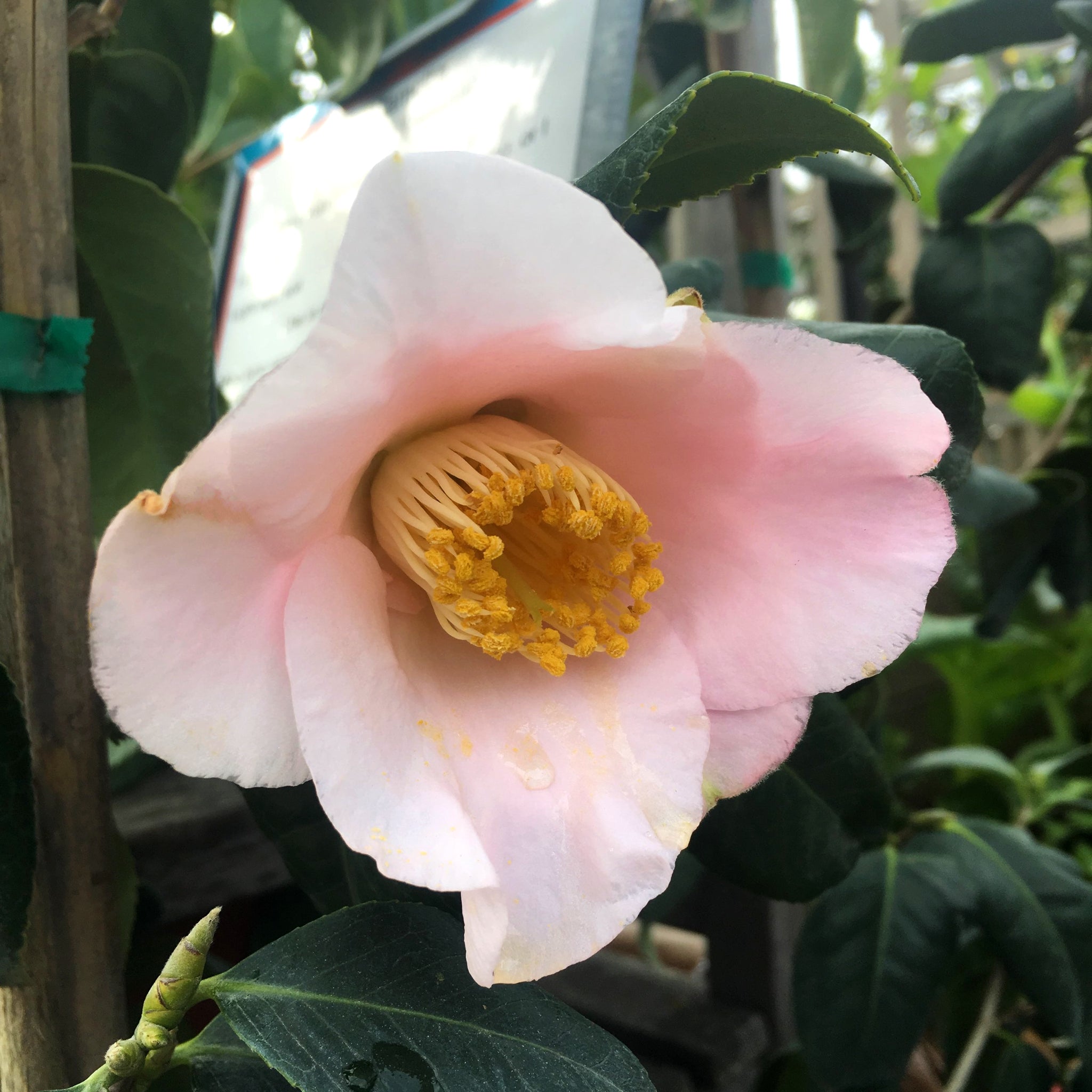 Als-gardencenter 'Osakazuki' Camellia, 5 Gallon shrub