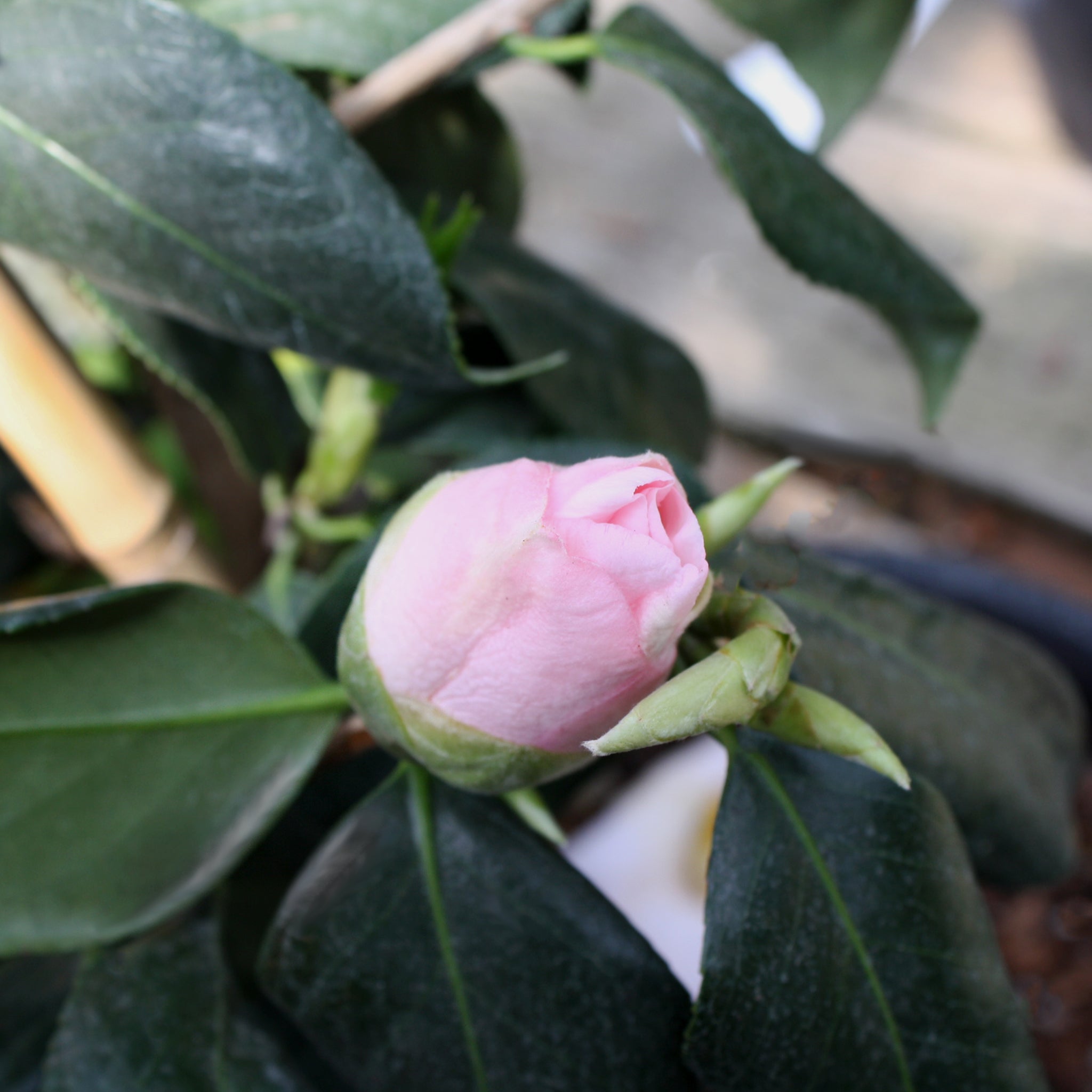 Als-gardencenter 'Osakazuki' Camellia, 5 Gallon shrub