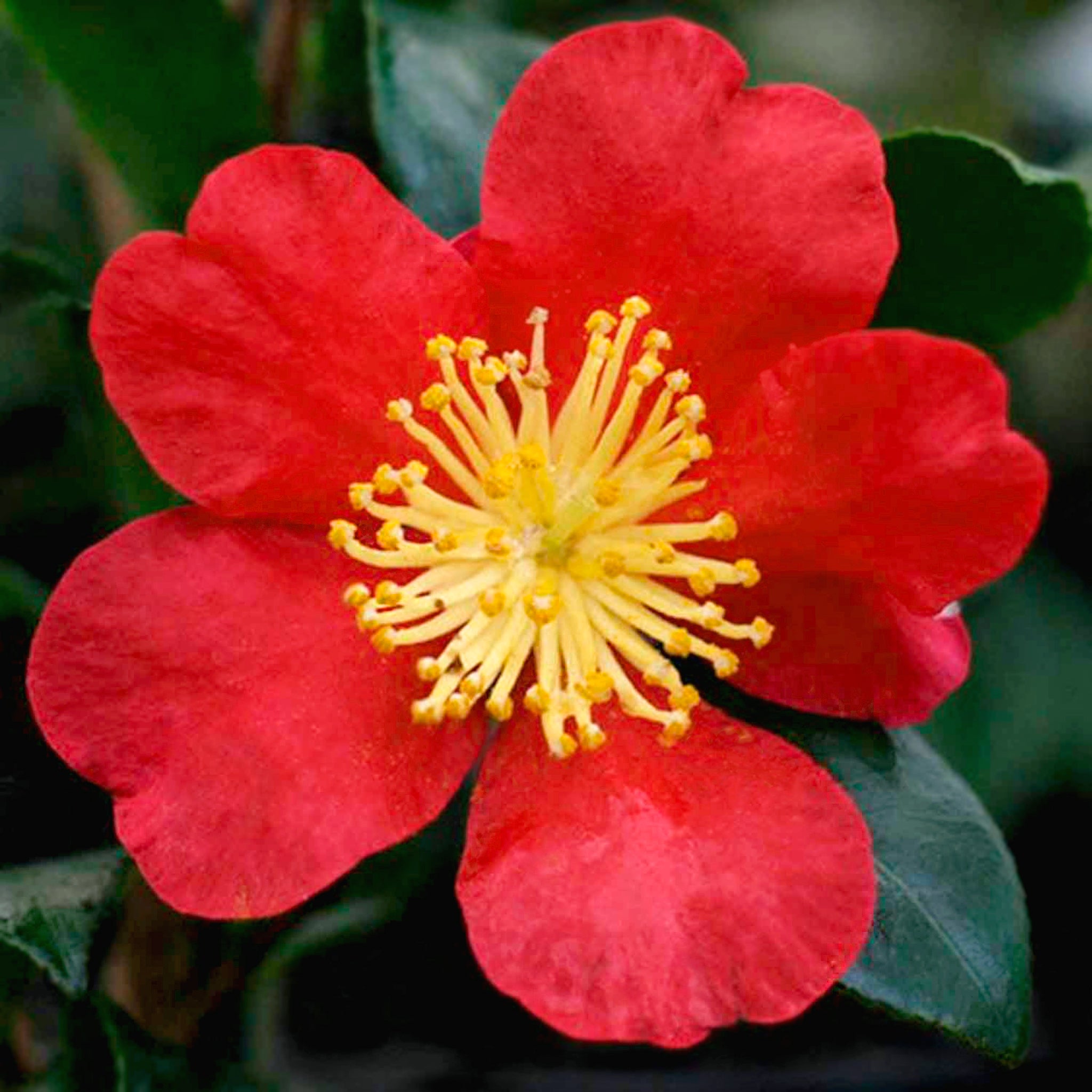 Als-gardencenter 'Yuletide' Camellia, 1 Gallon shrub
