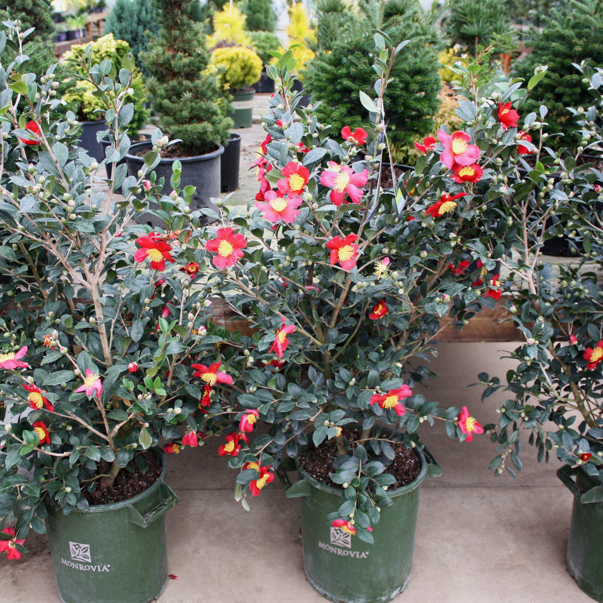 Als-gardencenter 'Yuletide' Camellia, 7 Gallon shrub