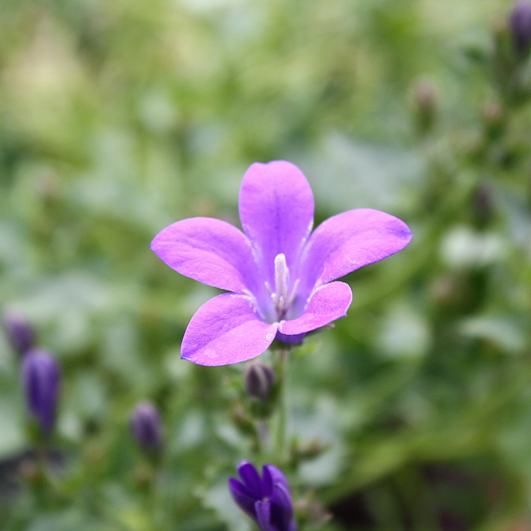 Bellflower