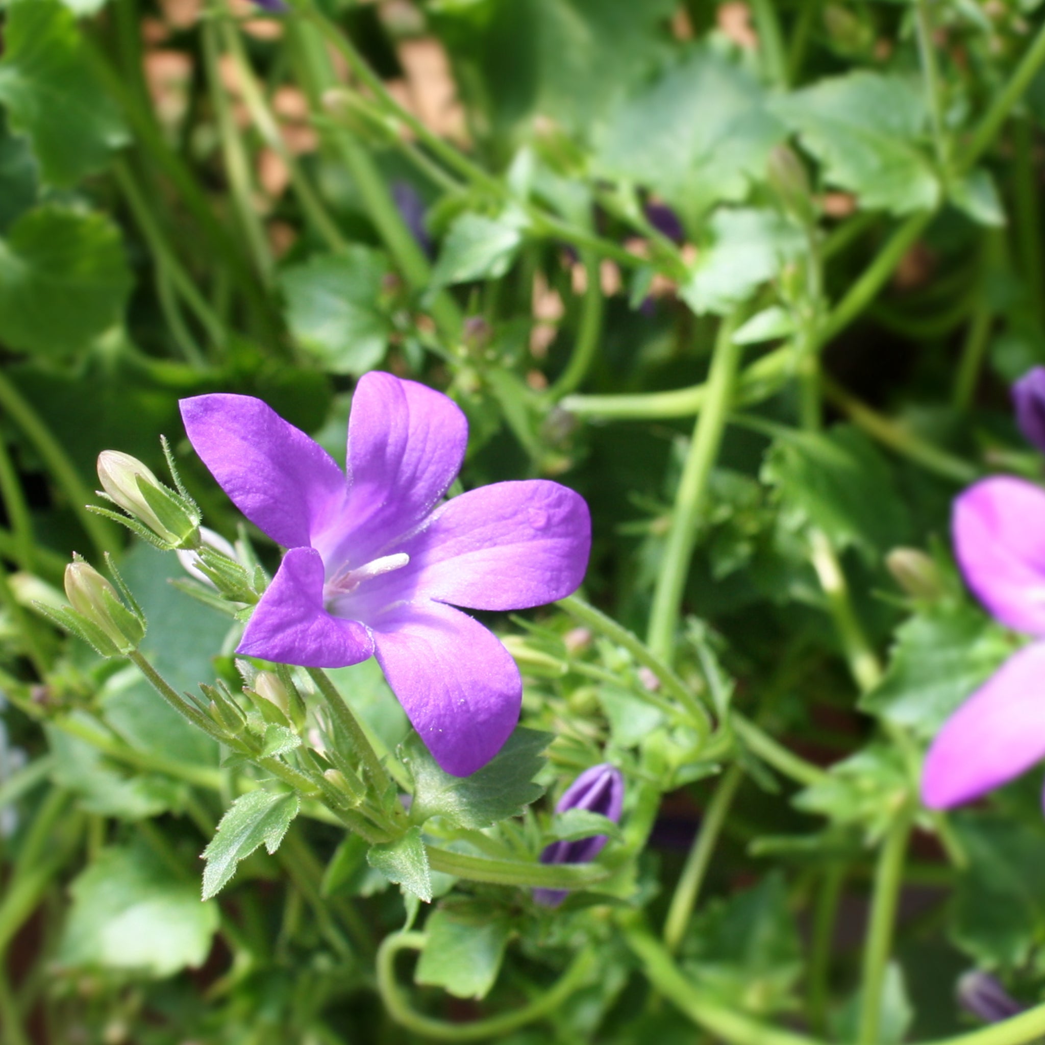 Bellflower