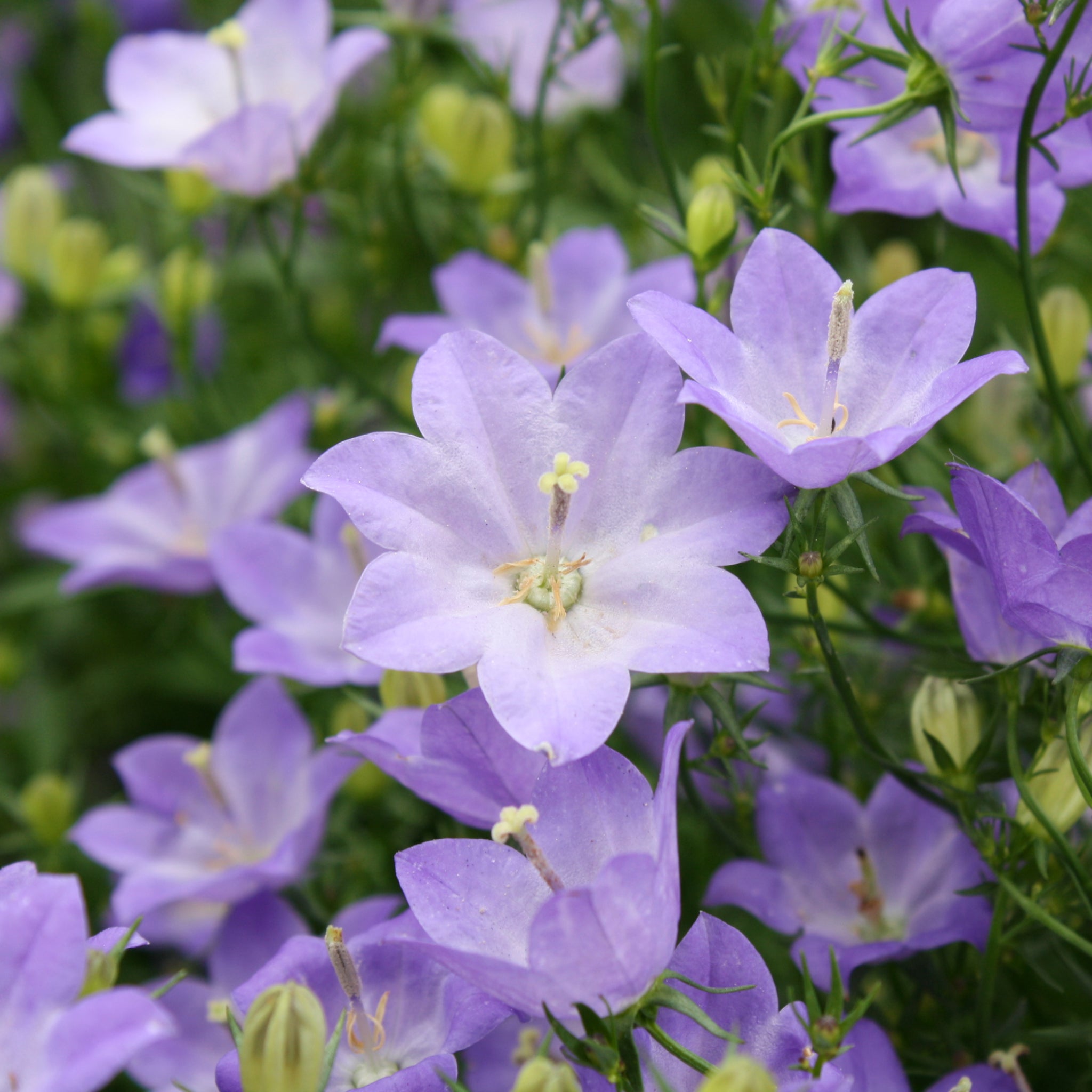 Bellflower