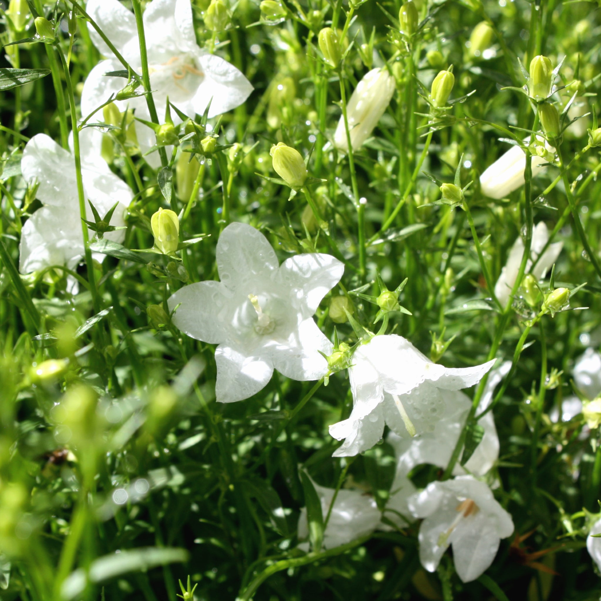 Bellflower