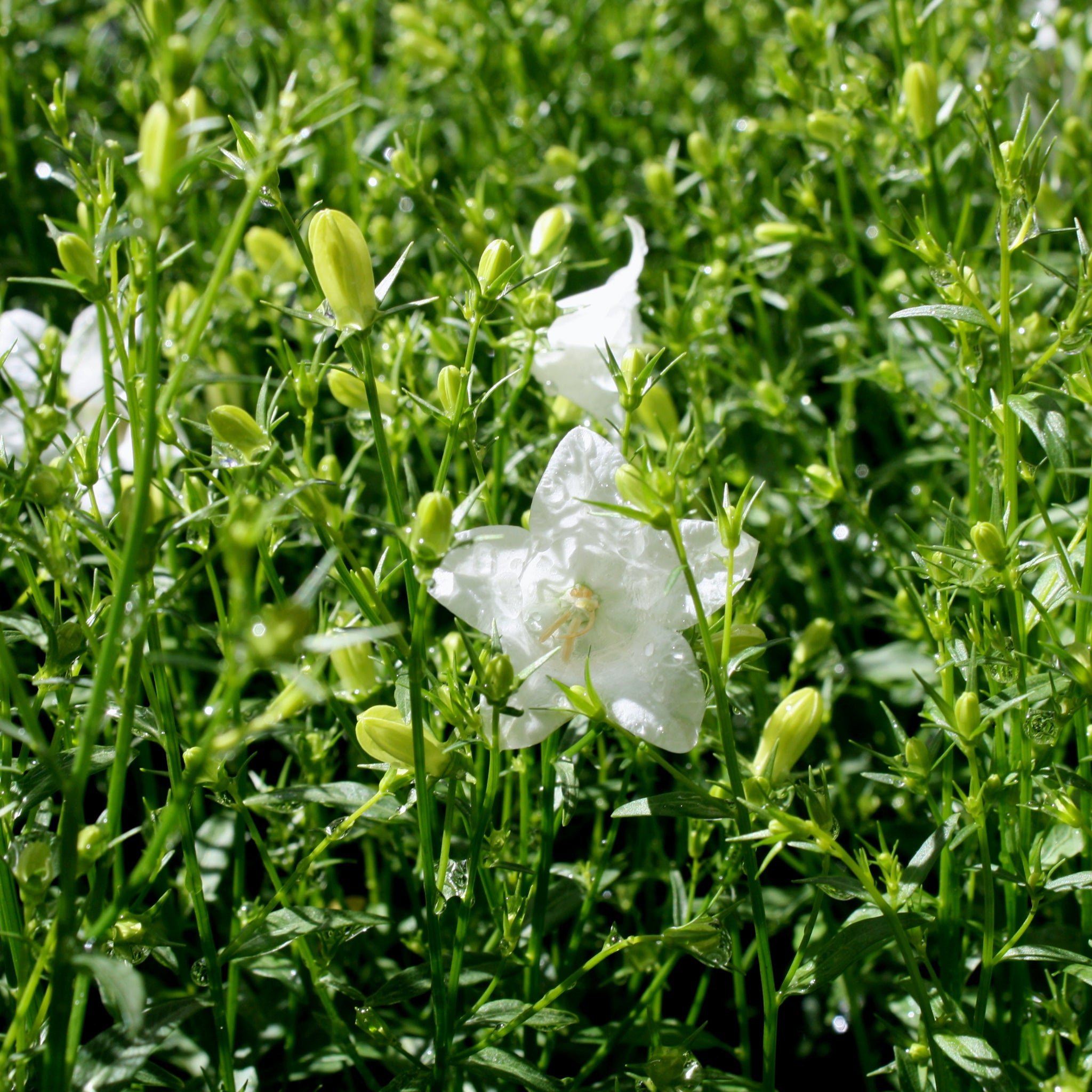 Bellflower