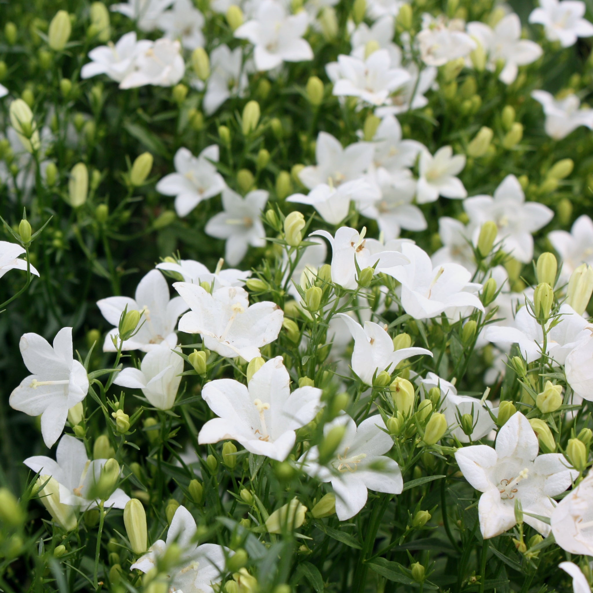 Bellflower