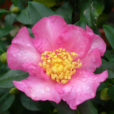 Als-gardencenter 'Cleopatra' Camellia, 1 Gallon shrub