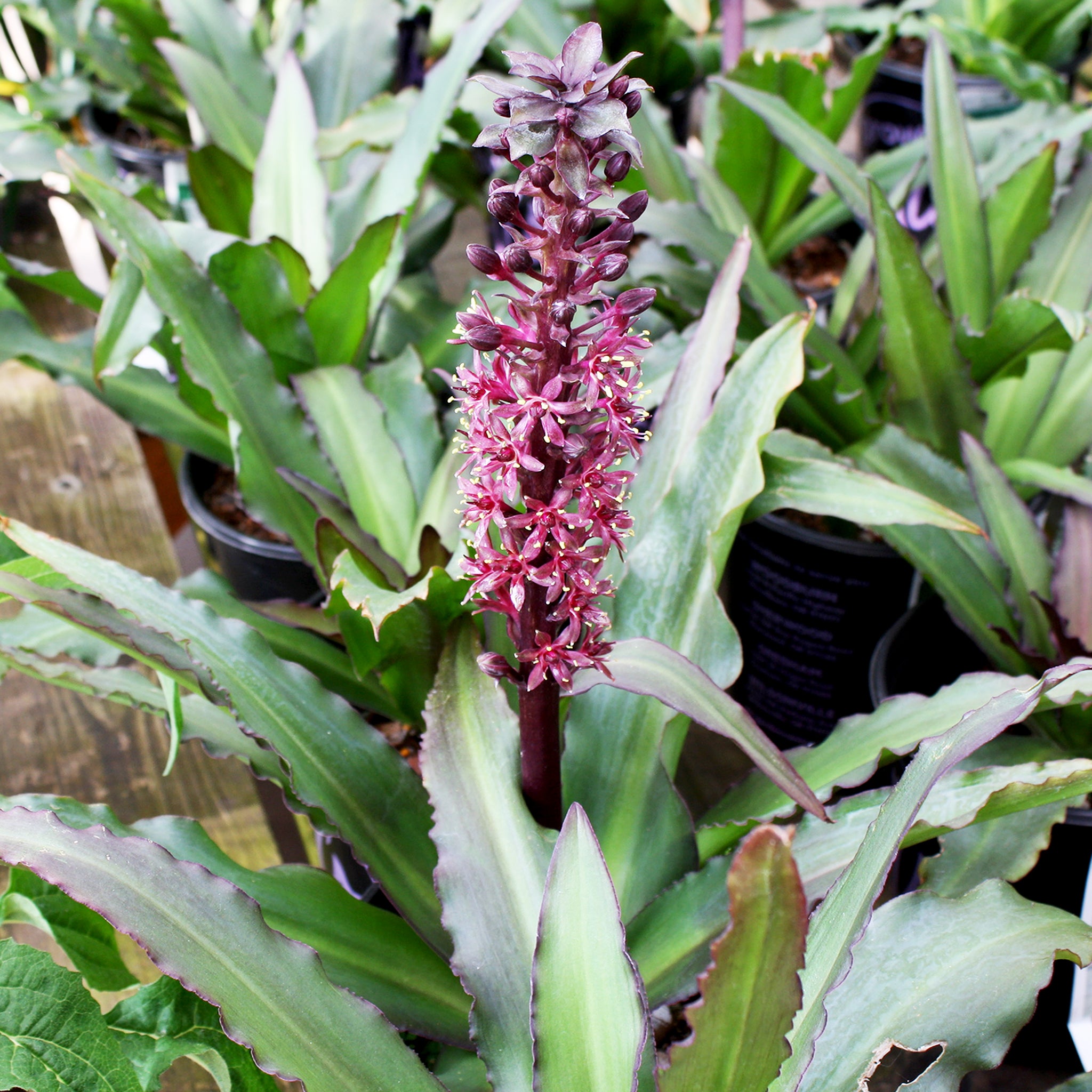 Als-gardencenter 'Klein Chocolate' Pineapple Lily (Eucomis), 1 Gallon 