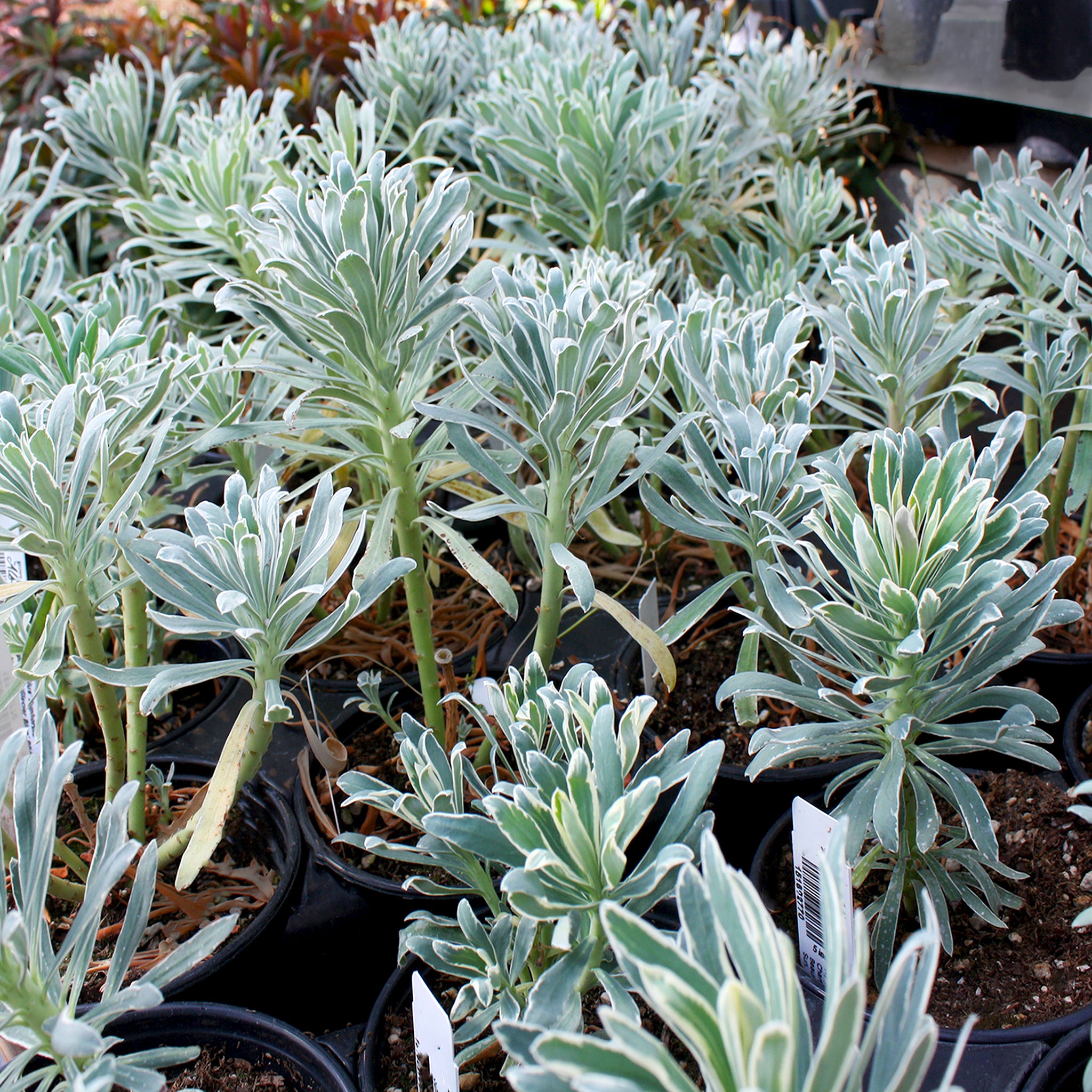 Als-gardencenter 'Glacier Blue' Euphorbia, 5 Inch perennial