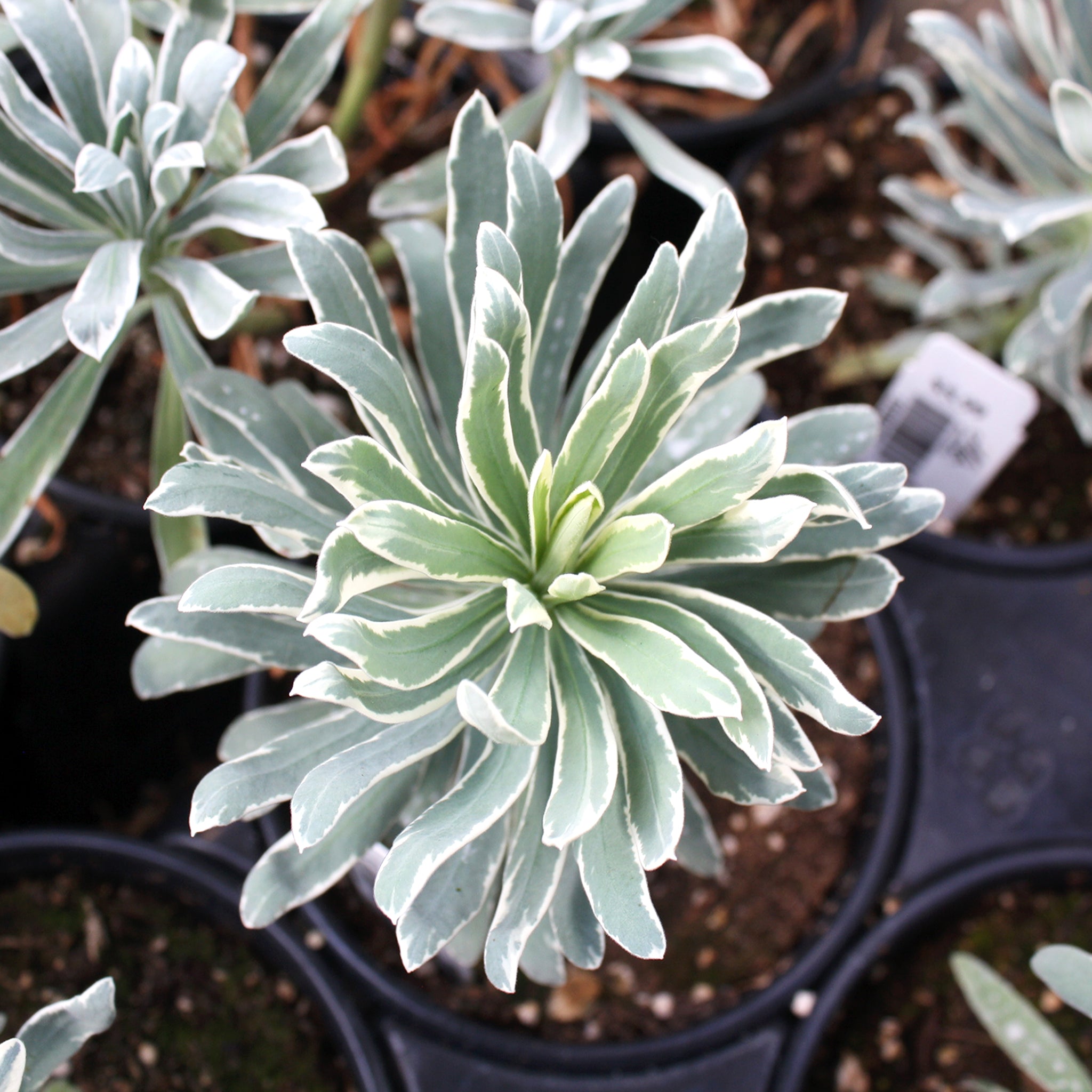 Als-gardencenter 'Glacier Blue' Euphorbia, 5 Inch perennial