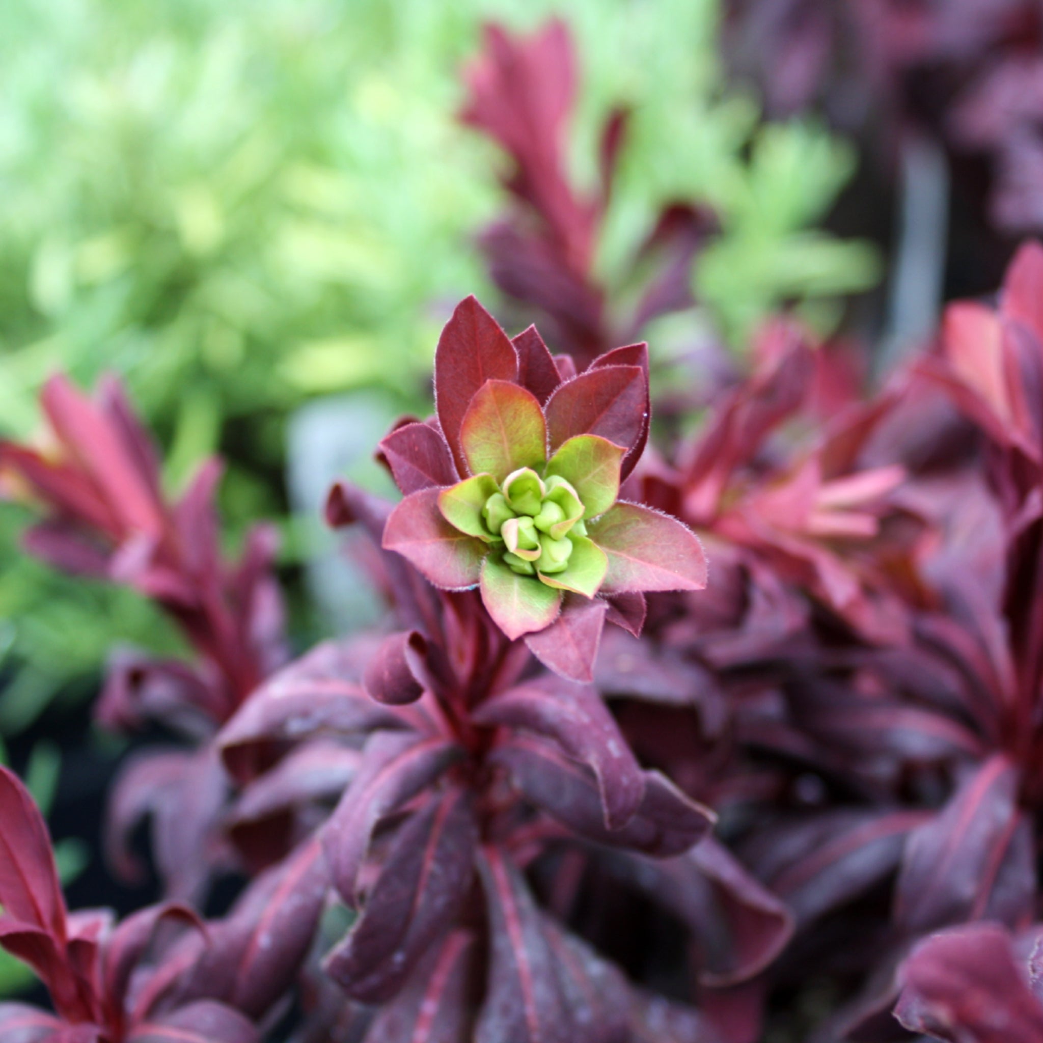 Als-gardencenter 'Ruby Glow' Euphorbia, 5 Inch perennial