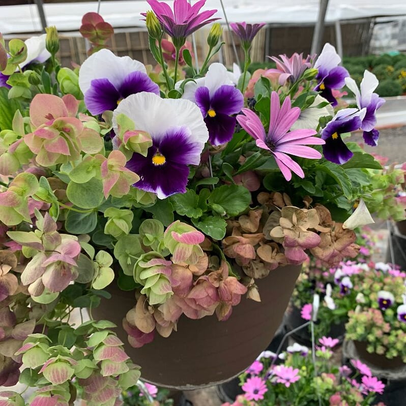 Als-gardencenter 'Fall Mix' Fall Baskets Grown By Al's, 10 Inch Hanging Basket annual