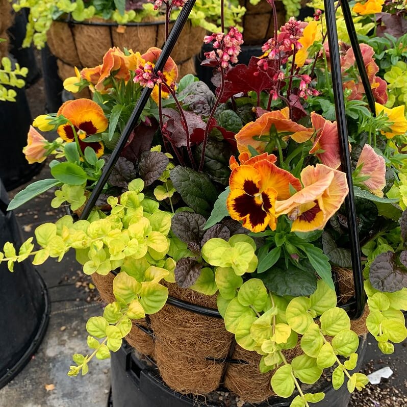 Als-gardencenter 'Fall Mix' Fall Baskets Grown By Al's, 10 Inch Hanging Basket annual