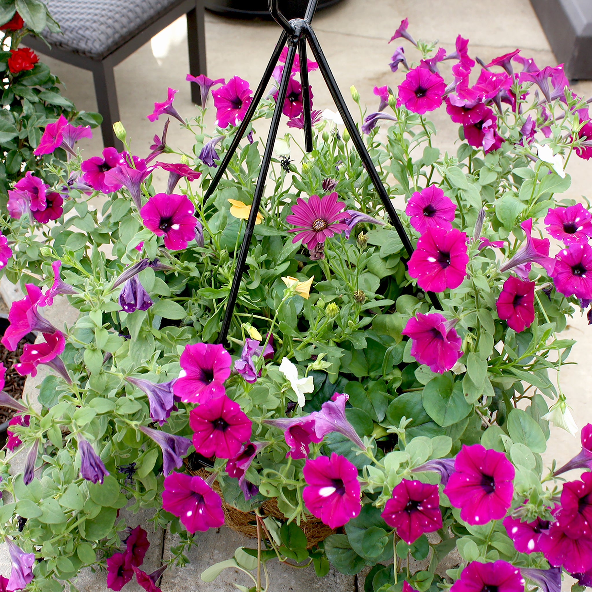 Als-gardencenter 'Fall Mix' Fall Baskets Grown By Al's, 10 Inch Hanging Basket annual