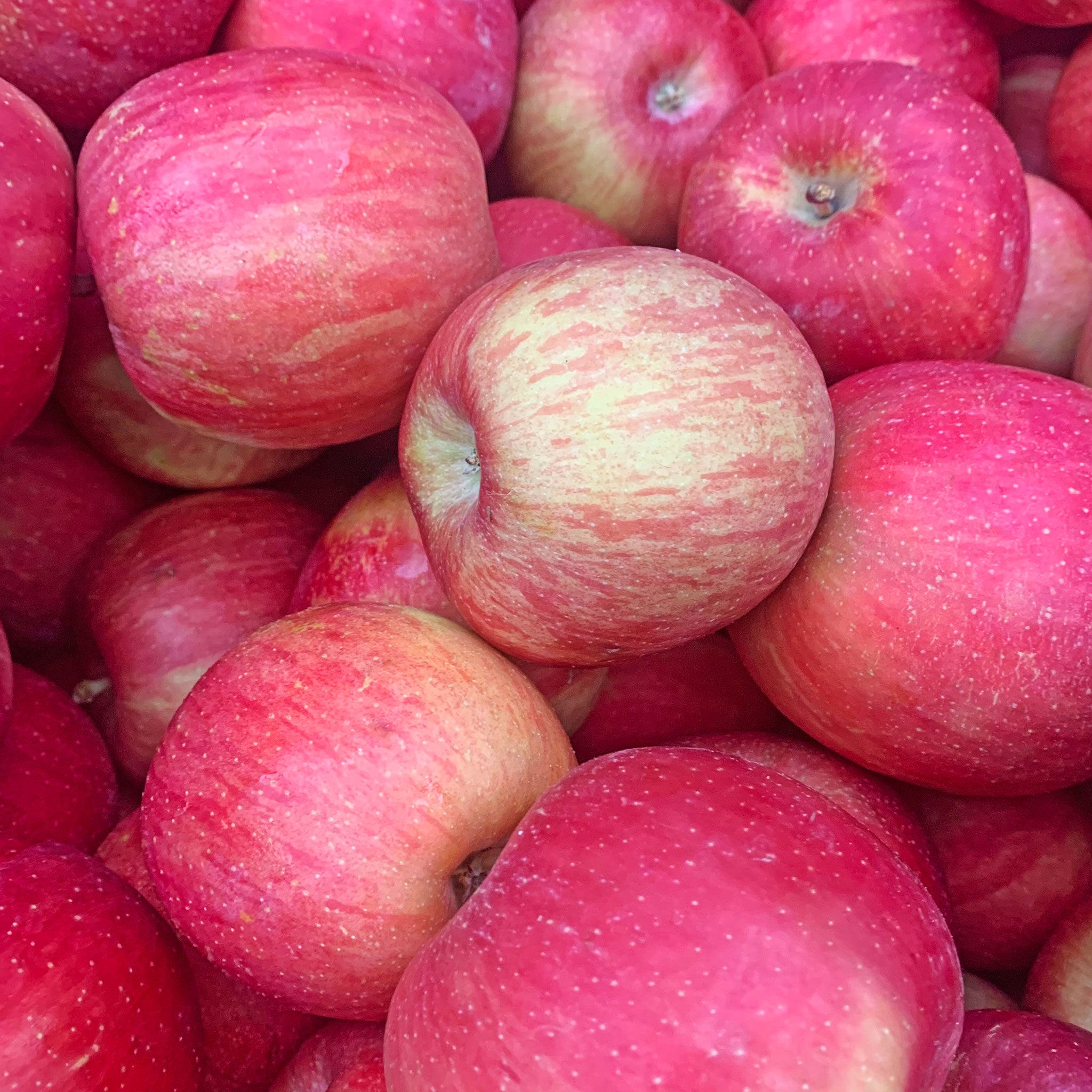 Ice Apples (sold per lb.)