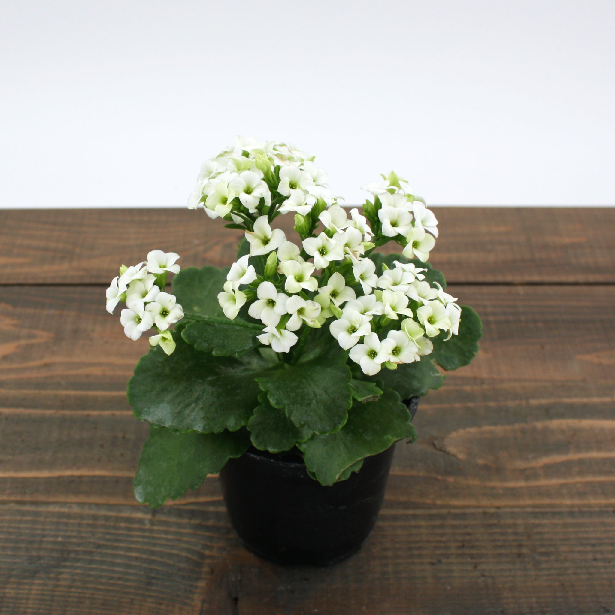 Kalanchoe