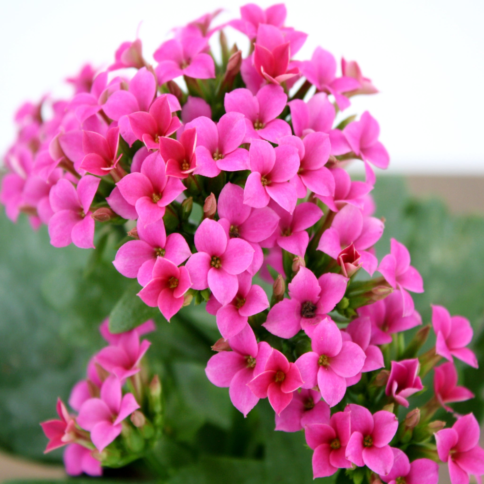 Kalanchoe