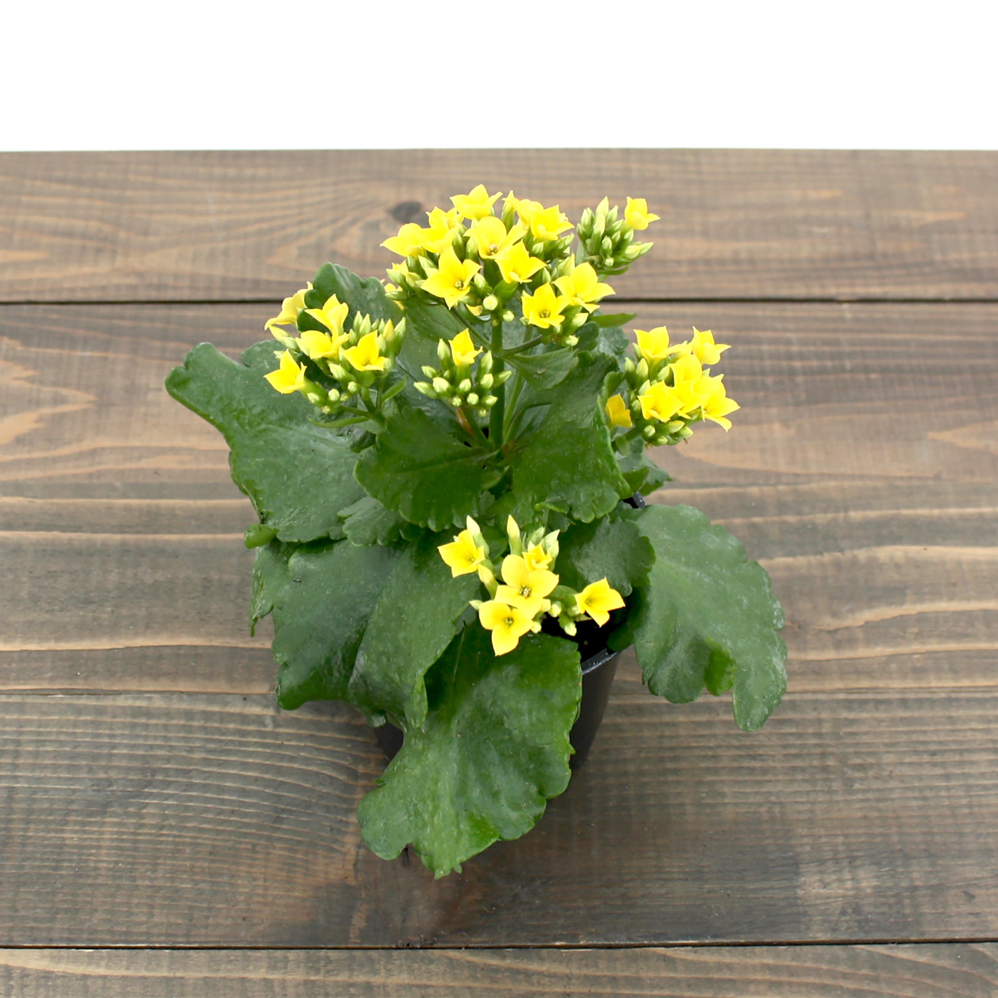 Kalanchoe