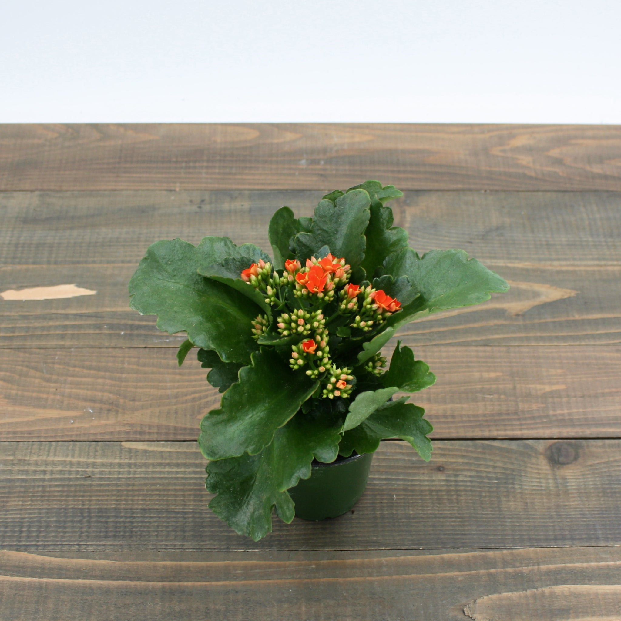 Kalanchoe