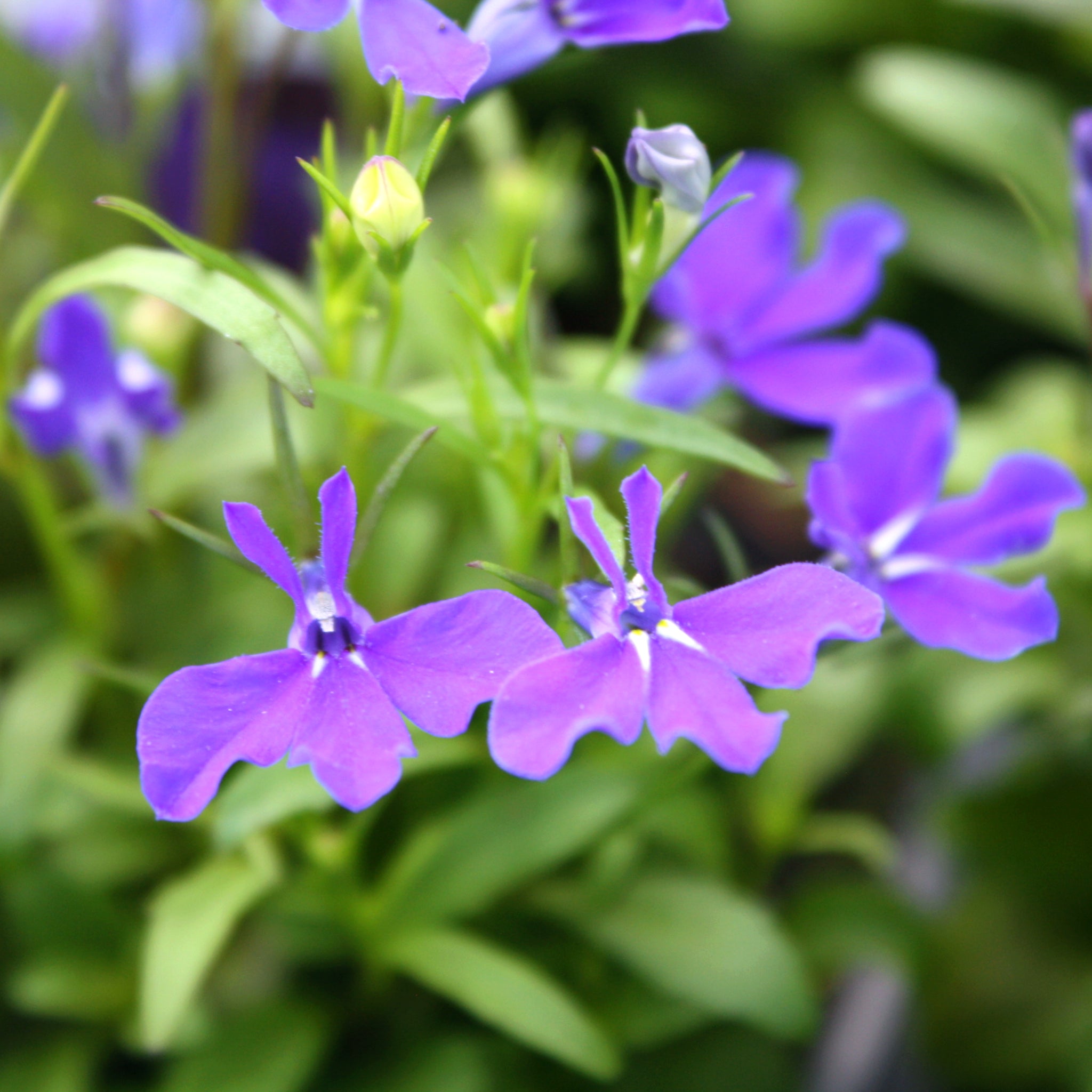 Als-gardencenter 'Upright Midnight Blue' Lobelia, 3-Pack annual