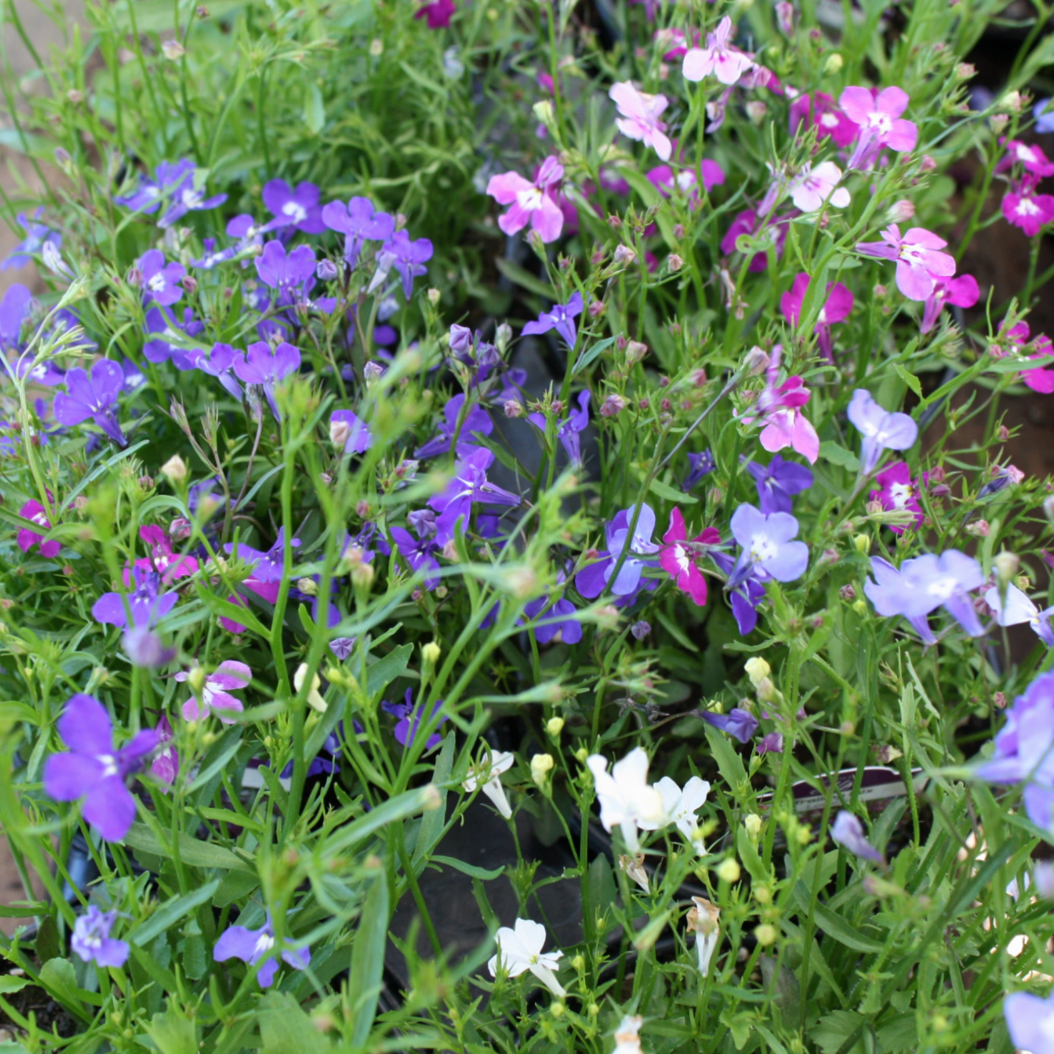 Als-gardencenter 'Regatta Trailing Mix' Lobelia, 1 Quart annual