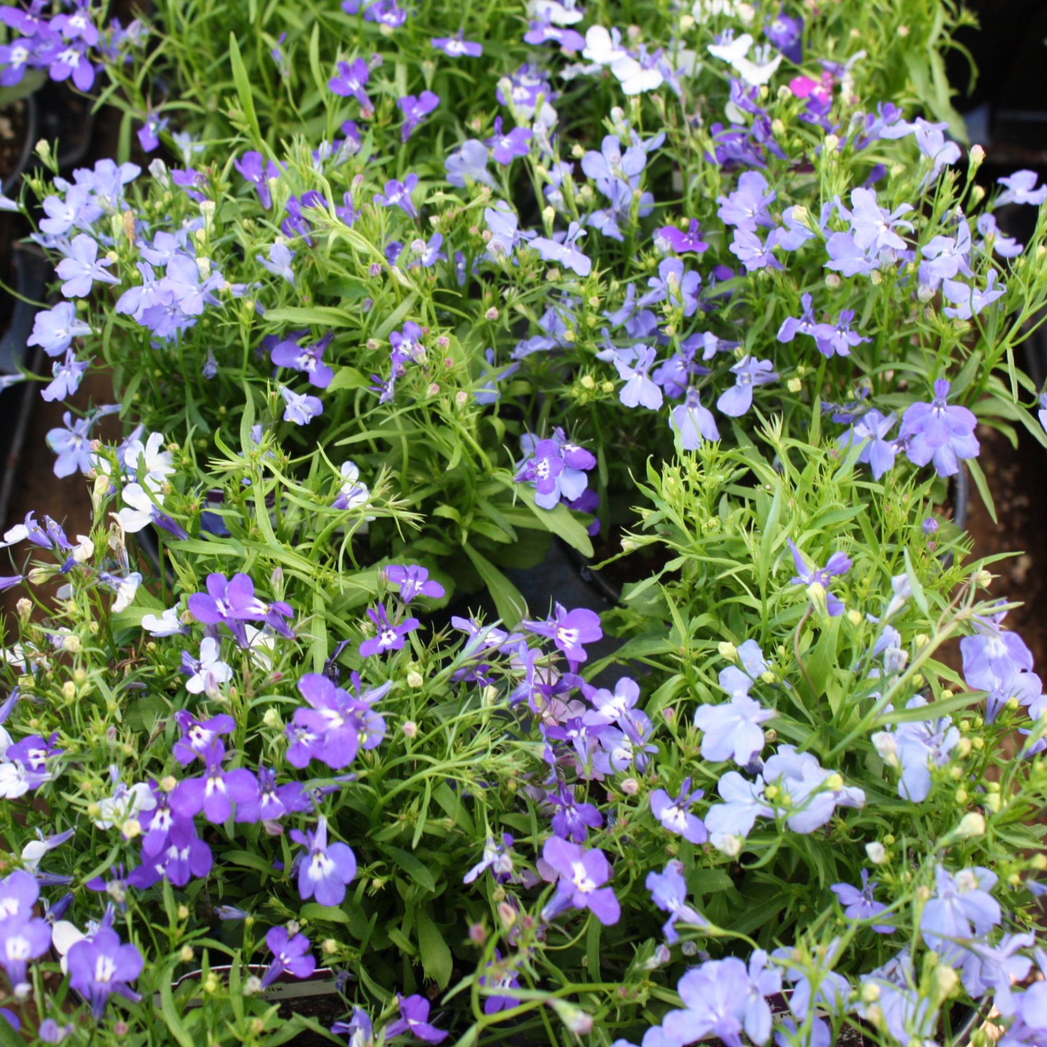Als-gardencenter 'Riviera Upright Mix' Lobelia, 1 Quart annual
