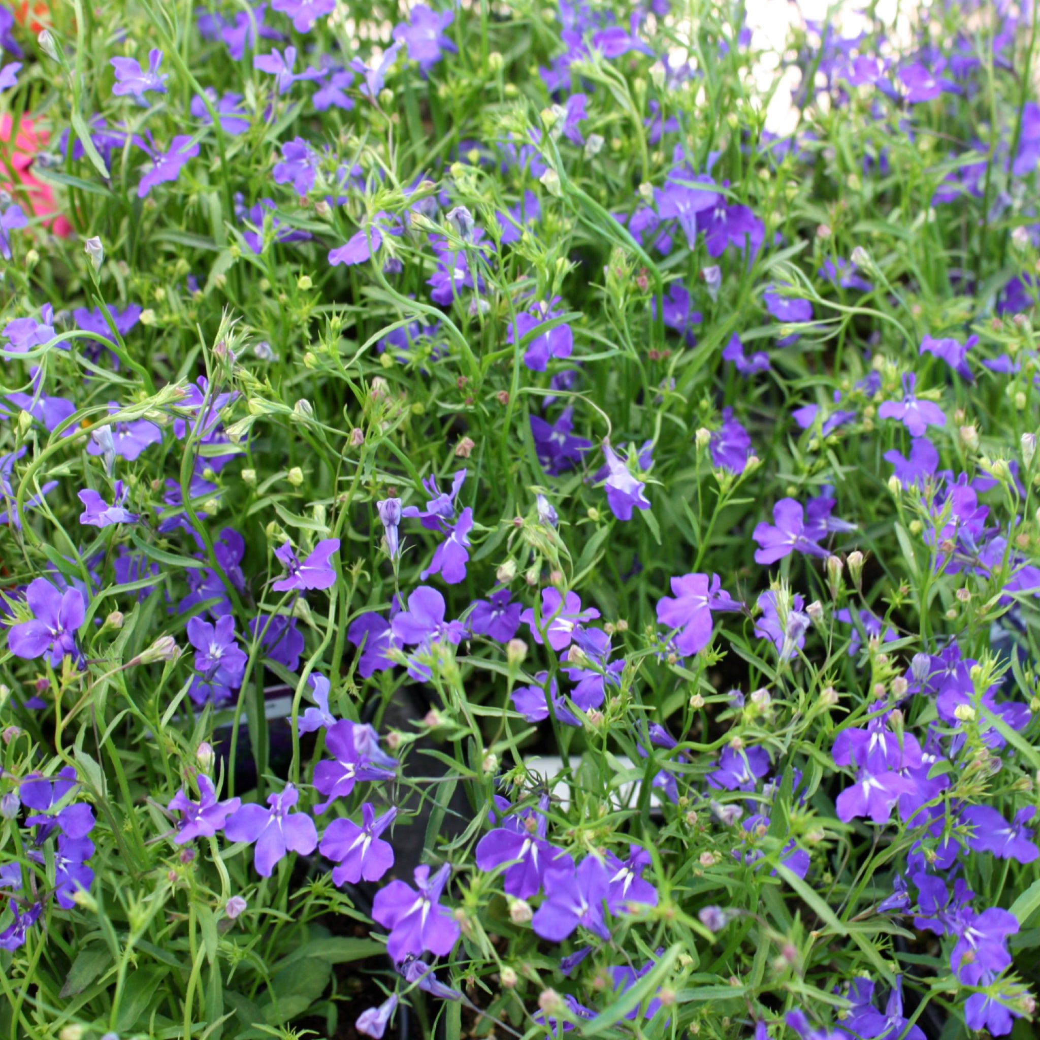 Als-gardencenter 'Regatta Trailing Midnight Blue' Lobelia, 3-Pack annual